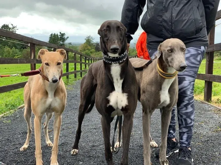 AAA adozione levrieri greyhound 1