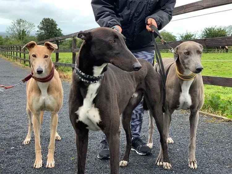 AAA adozione levrieri greyhound 2