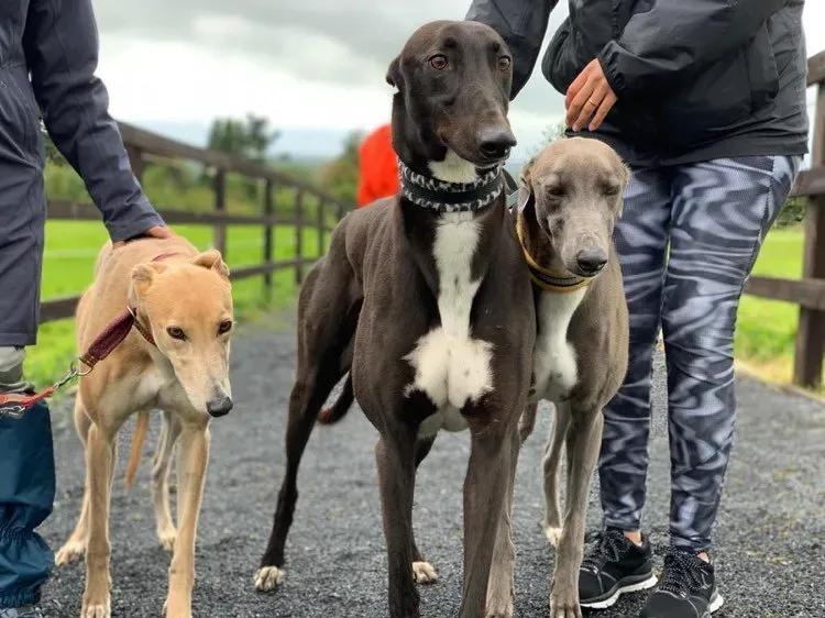 AAA adozione levrieri greyhound 3