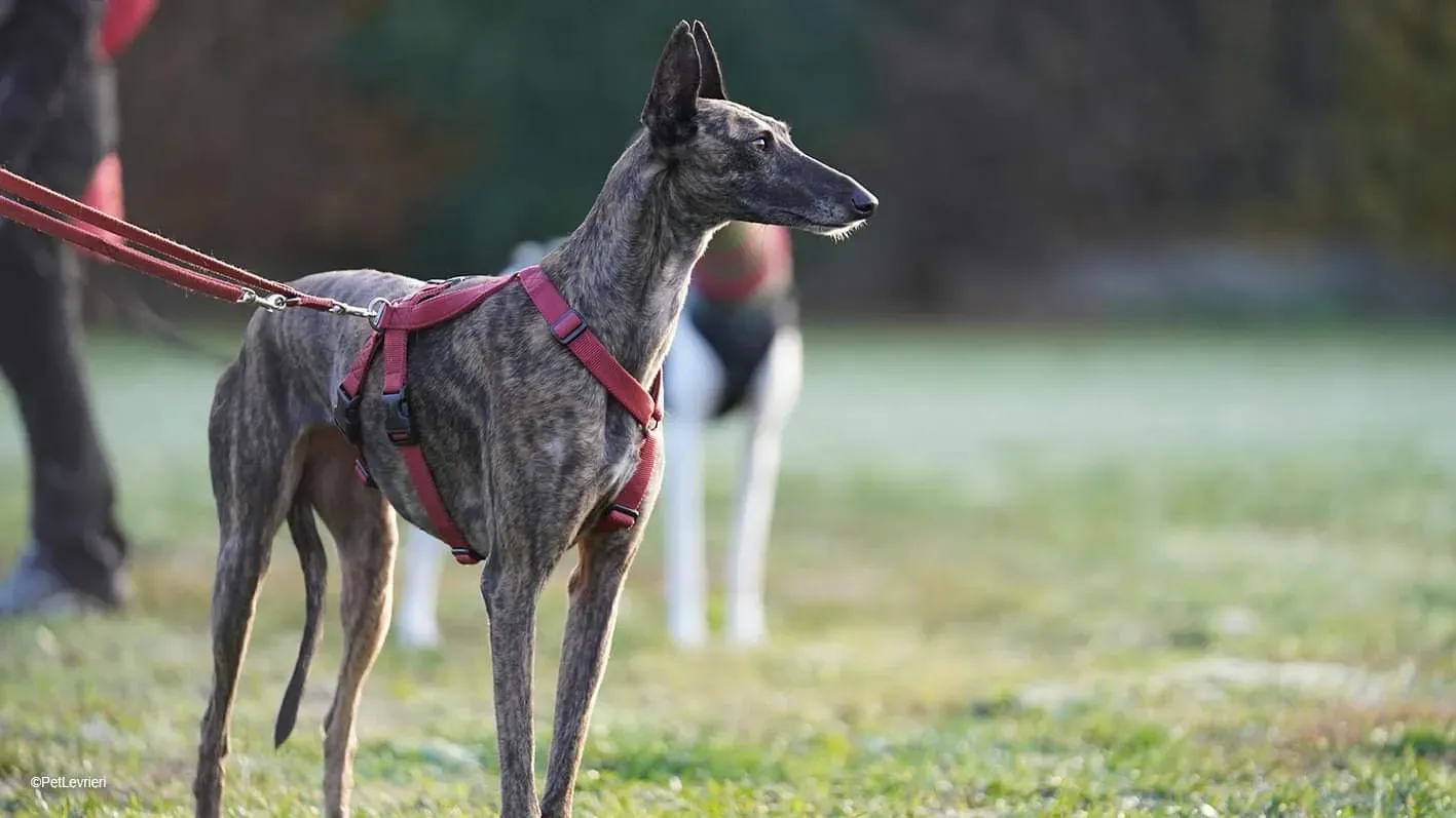 AD5A20DD CC3C 4B9C 9887 C6525A5928E7