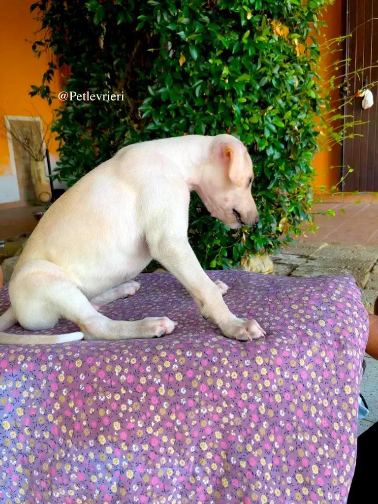 ADAM adozione levrieri galgo 1
