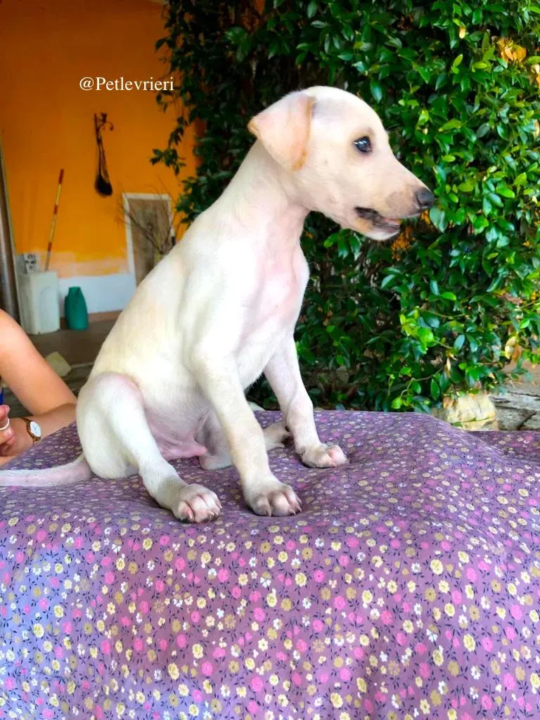 ADAM adozione levrieri galgo 3