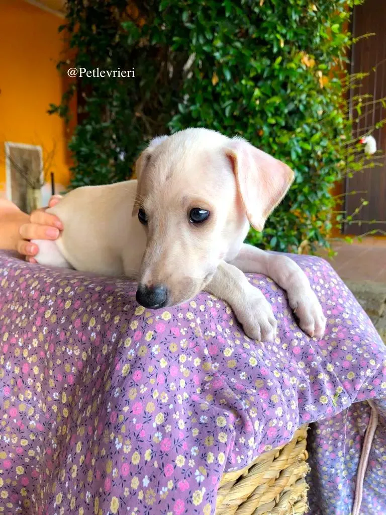 ADAM adozione levrieri galgo 4