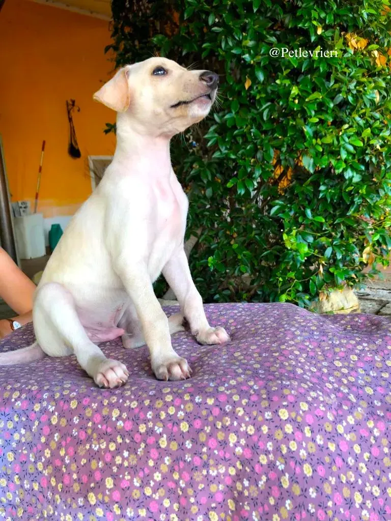 ADAM adozione levrieri galgo 5