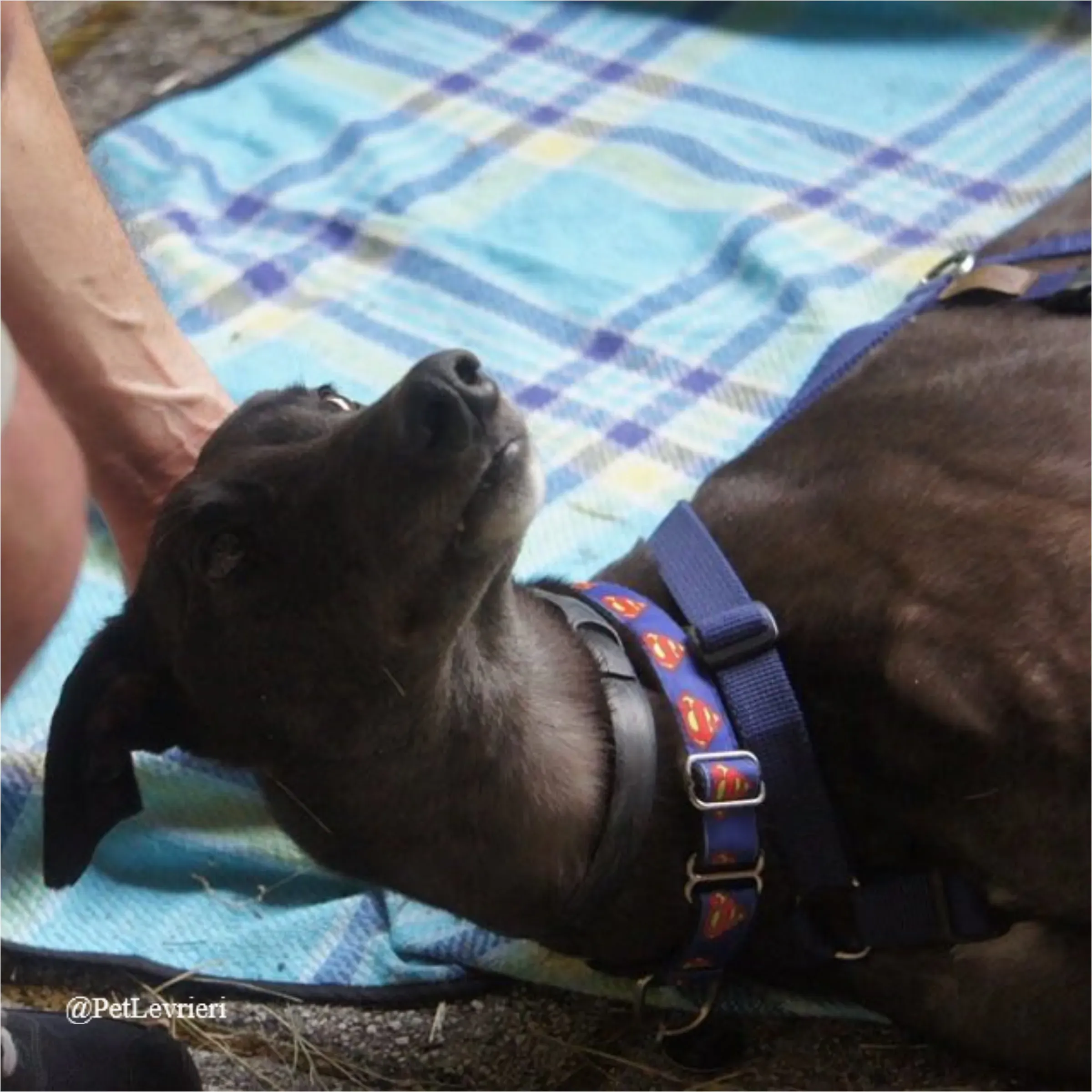 ANGELO CARRARO10New Phototastic Collage