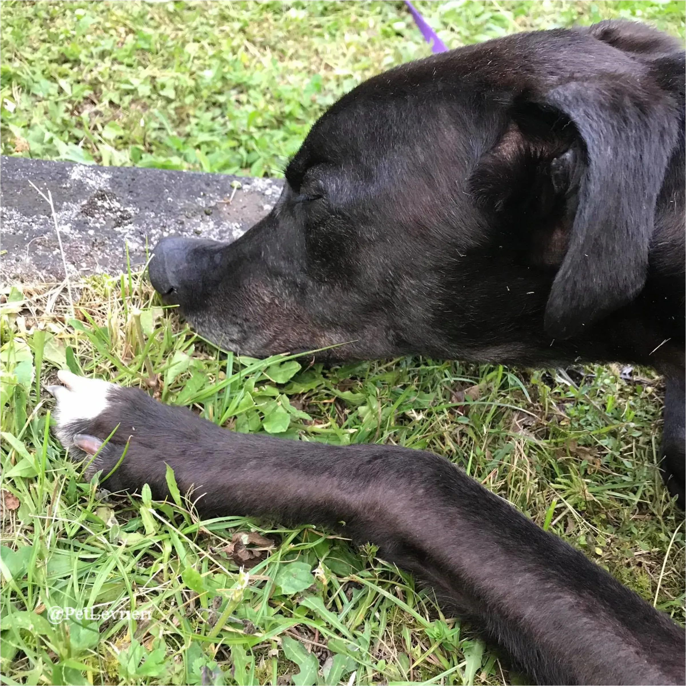 ANGELO CARRARO11New Phototastic Collage