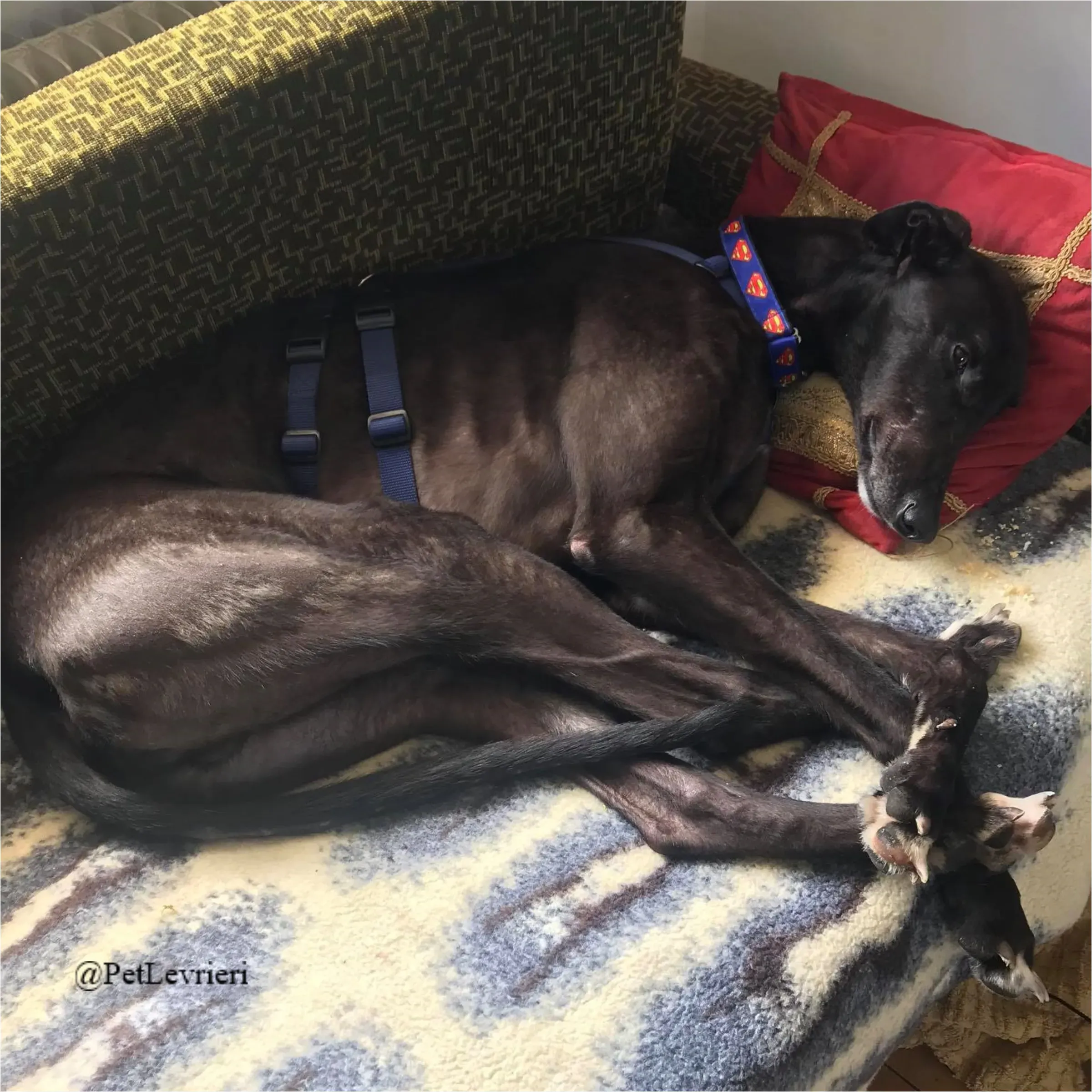 ANGELO CARRARO13New Phototastic Collage