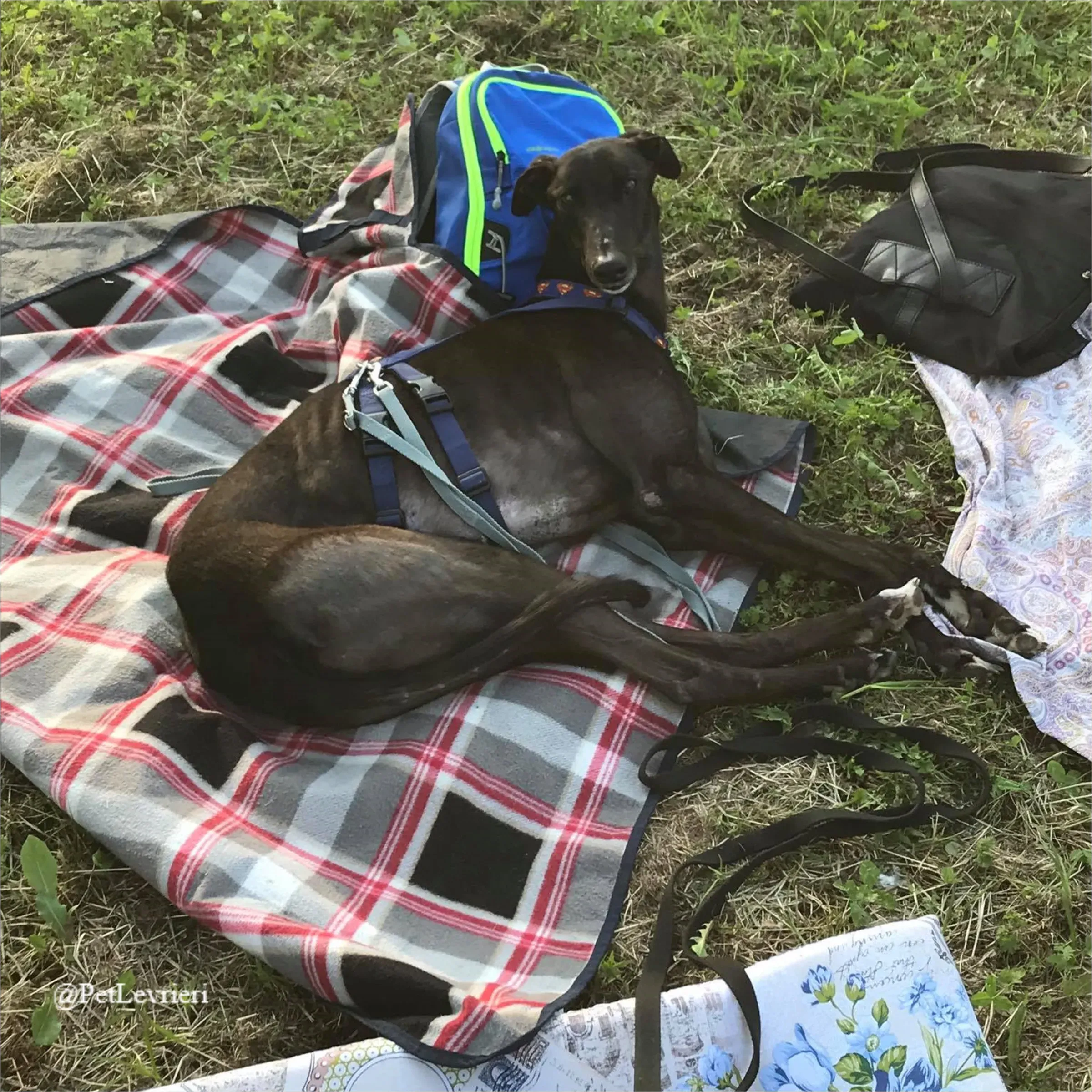 ANGELO CARRARO14New Phototastic Collage