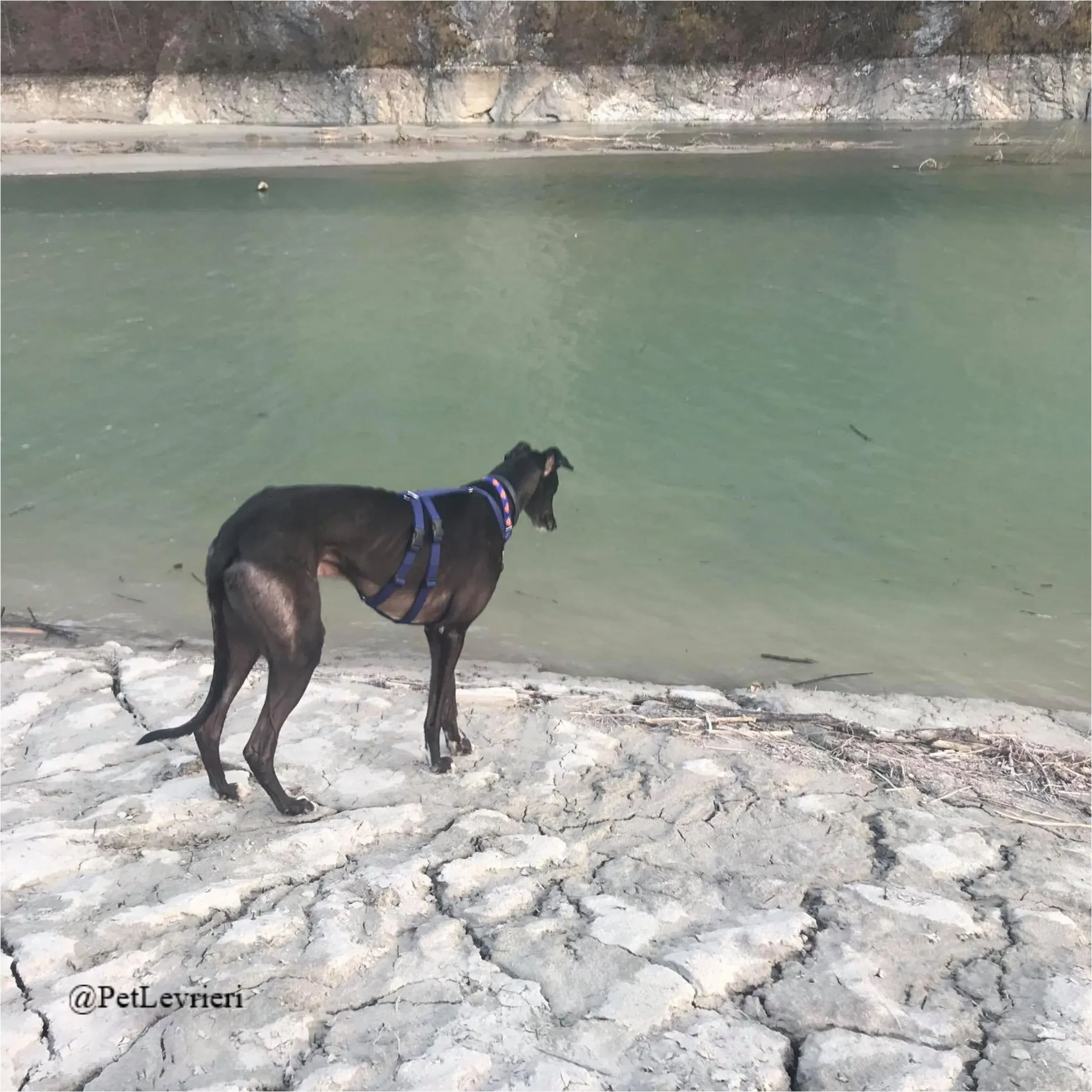 ANGELO CARRARO19New Phototastic Collage