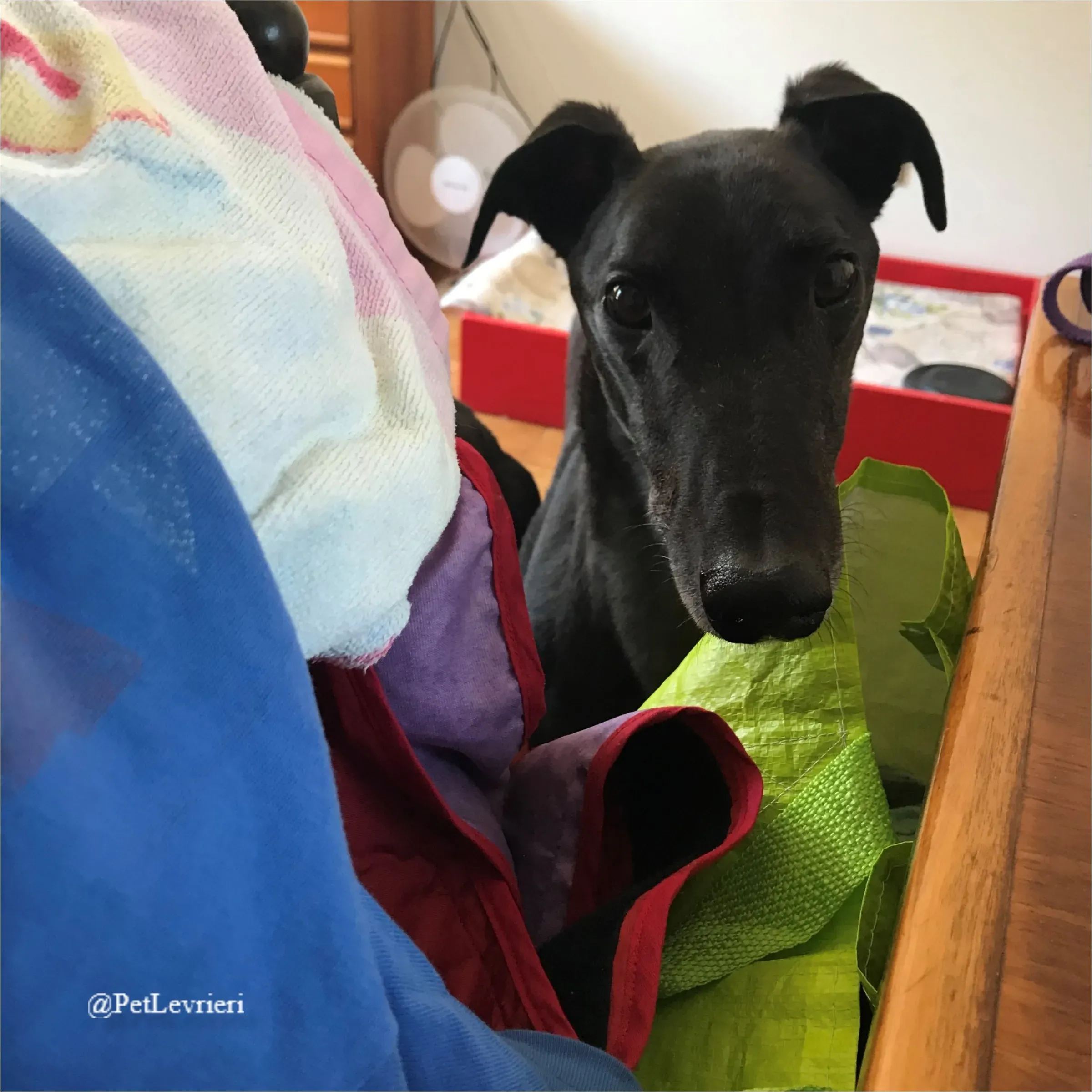 ANGELO CARRARO1New Phototastic Collage