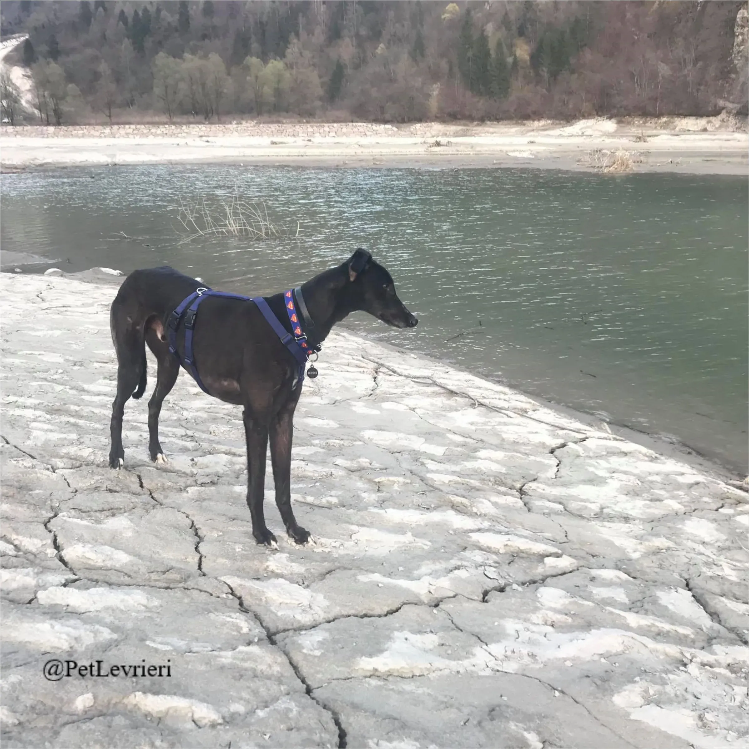 ANGELO CARRARO20New Phototastic Collage