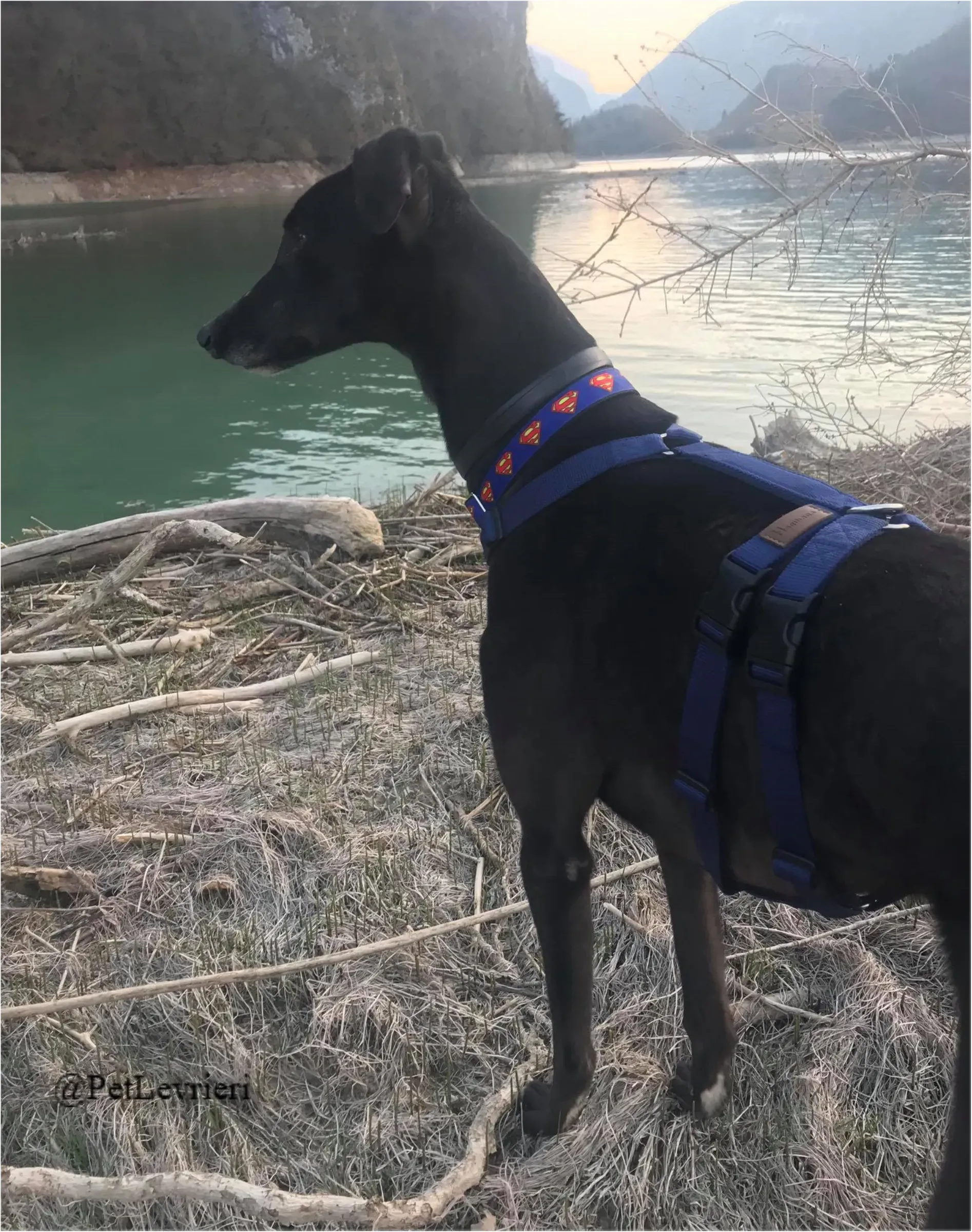 ANGELO CARRARO21New Phototastic Collage