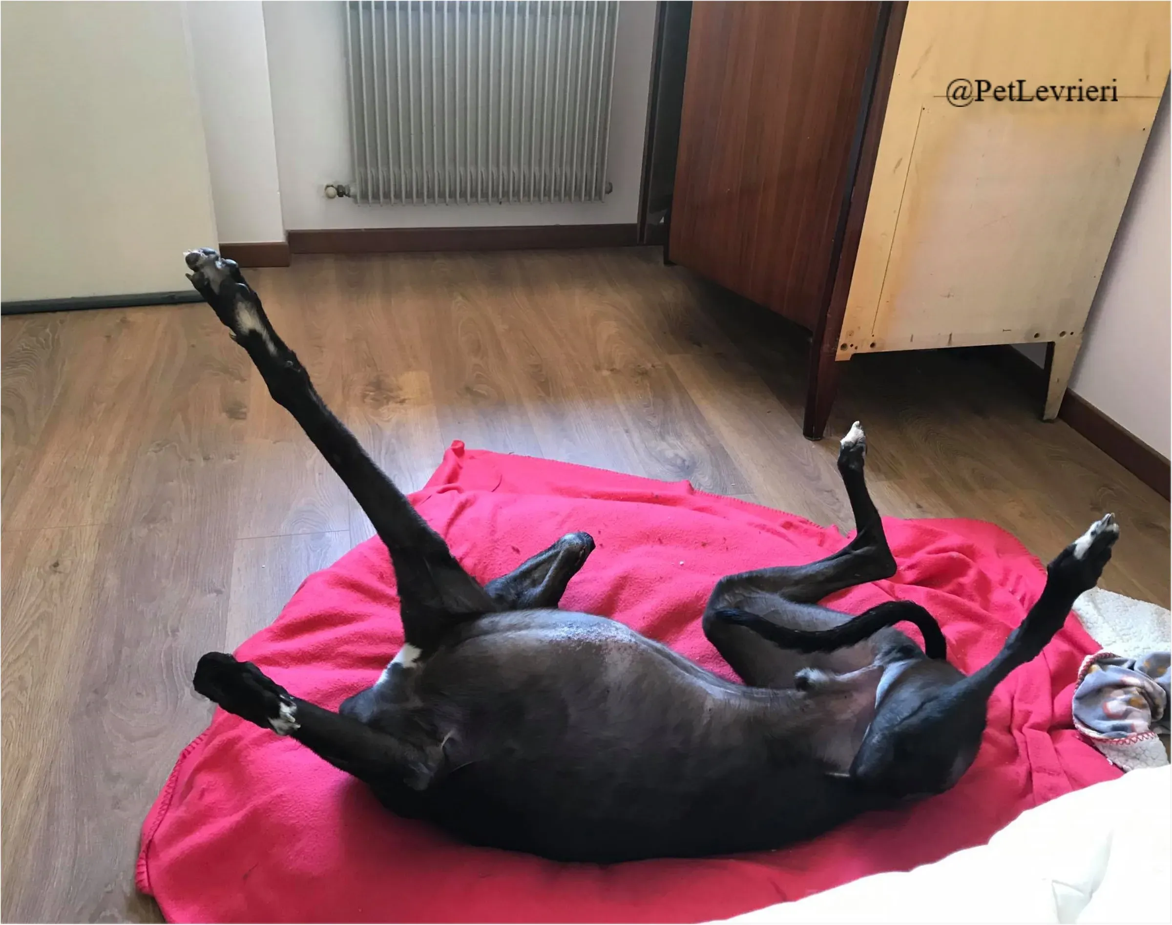 ANGELO CARRARO23New Phototastic Collage