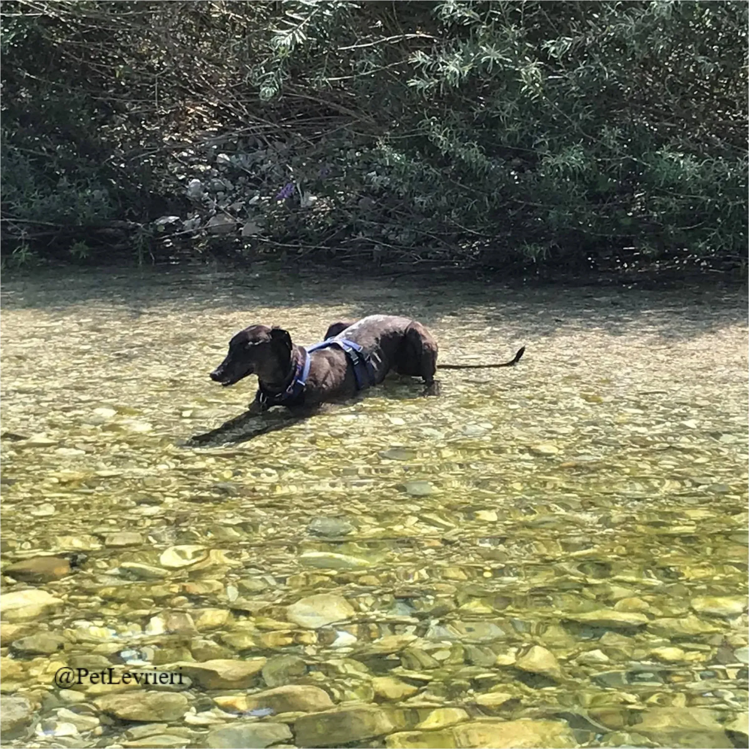 ANGELO CARRARO24New Phototastic Collage