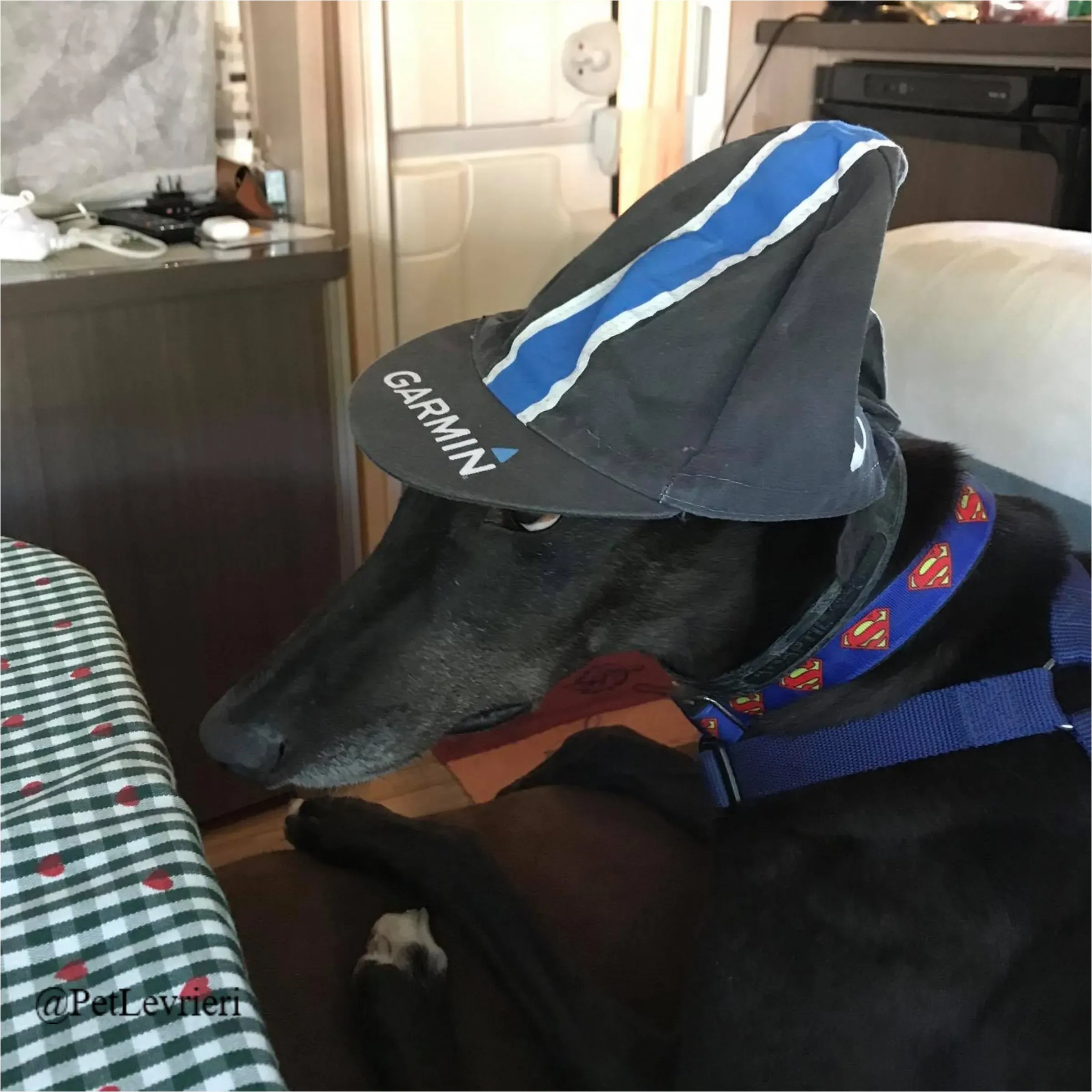 ANGELO CARRARO25New Phototastic Collage