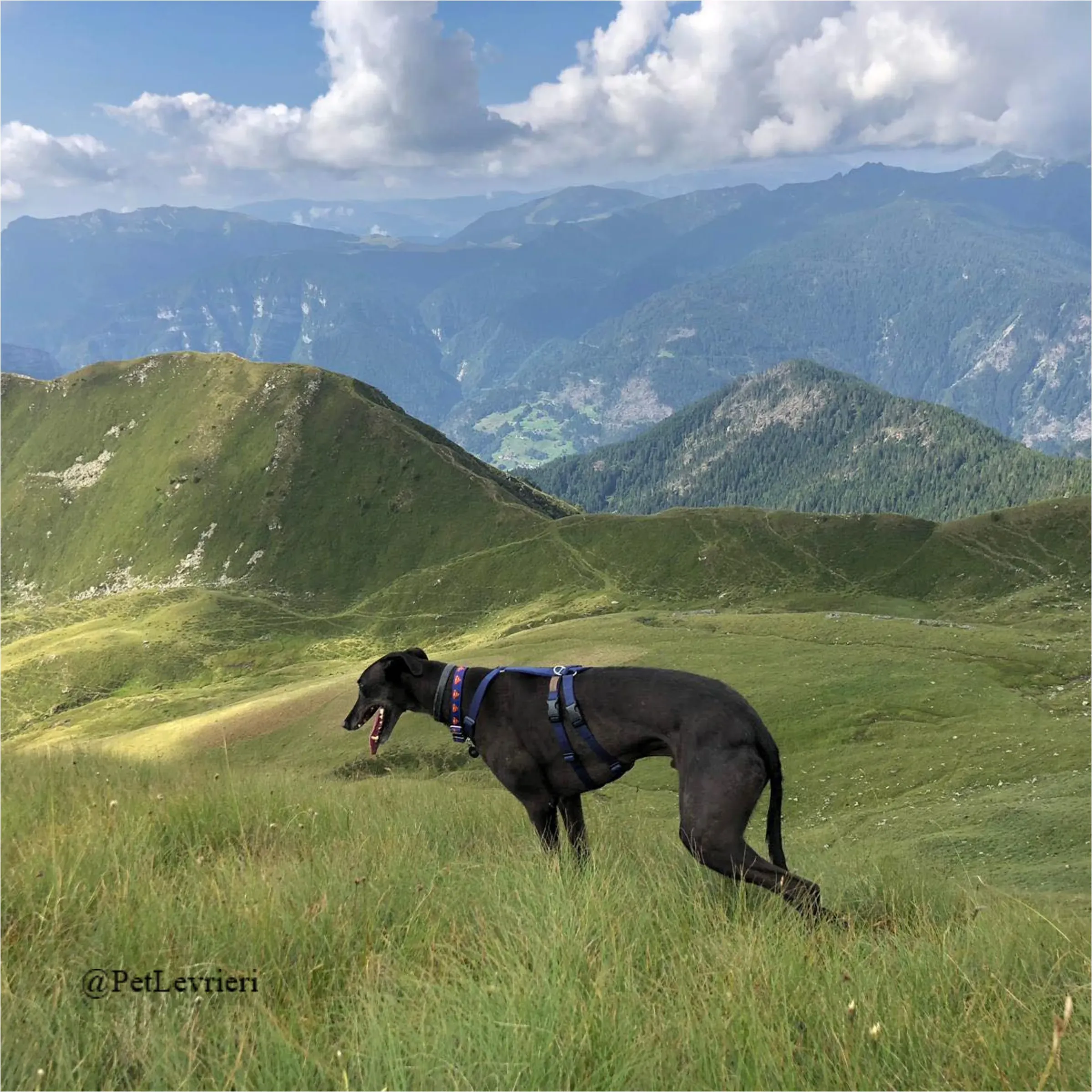 ANGELO CARRARO27New Phototastic Collage