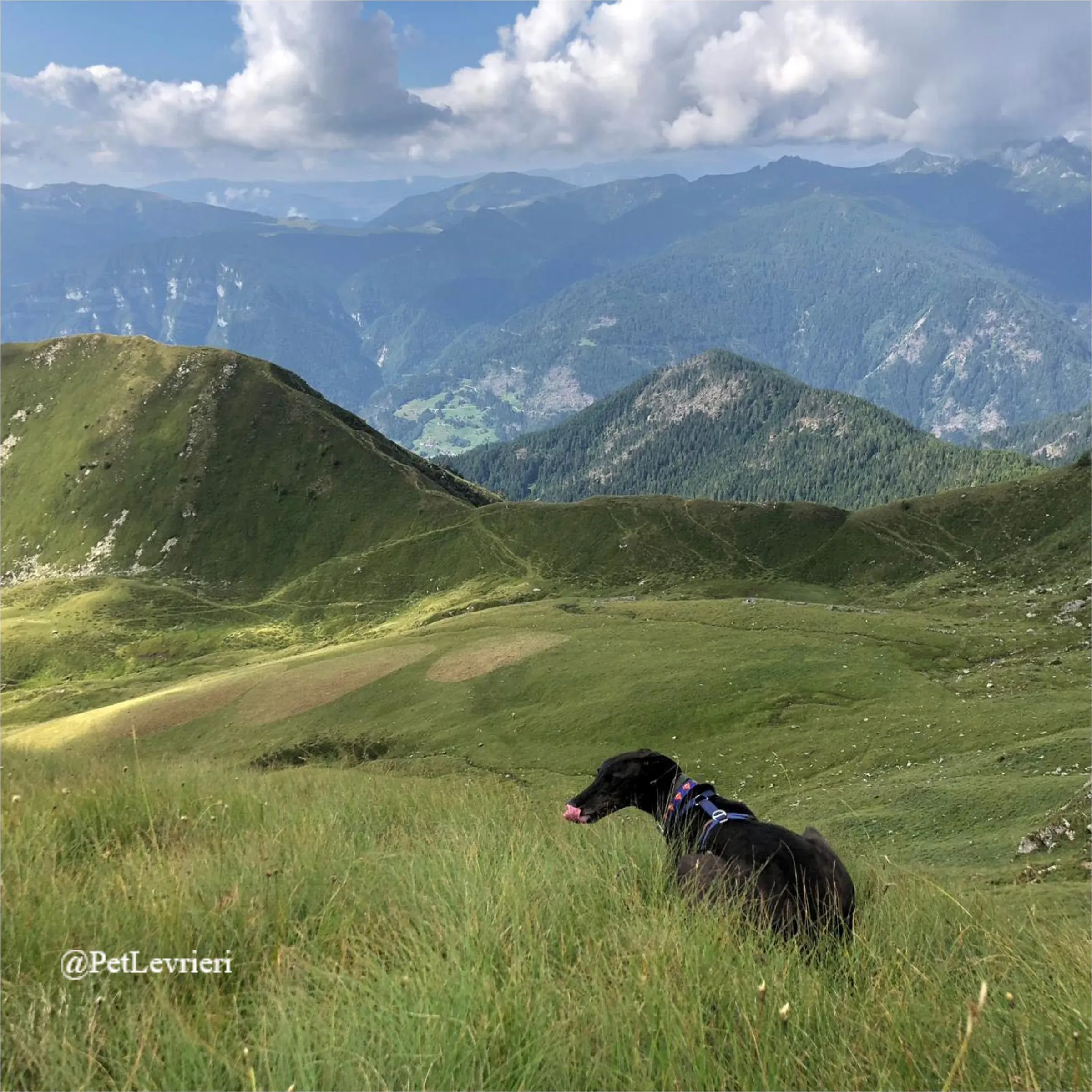 ANGELO CARRARO28New Phototastic Collage