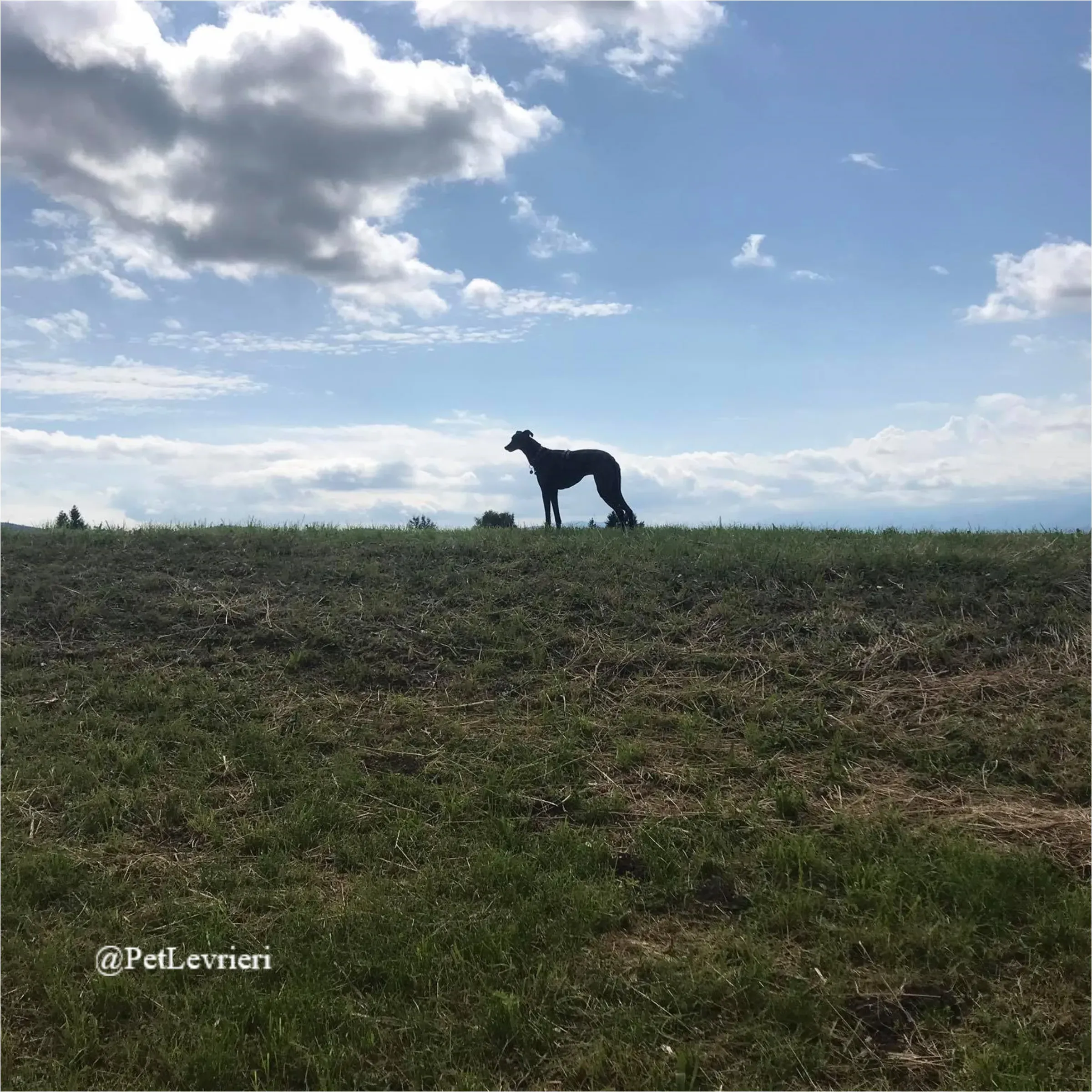 ANGELO CARRARO29New Phototastic Collage