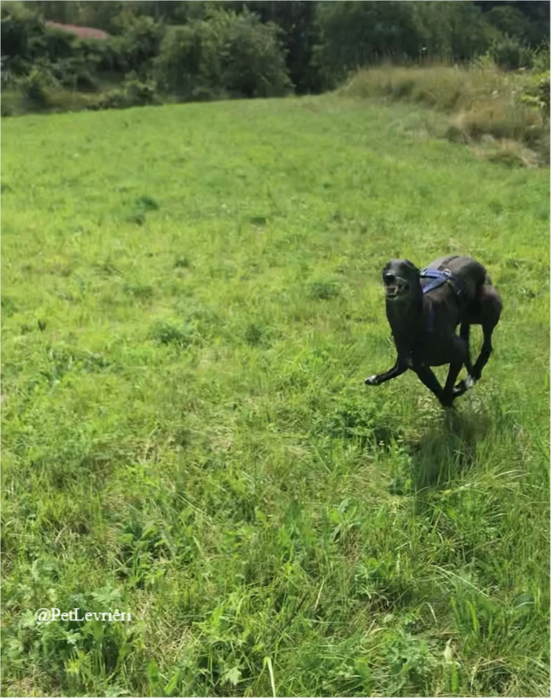 ANGELO CARRARO2New Phototastic Collage