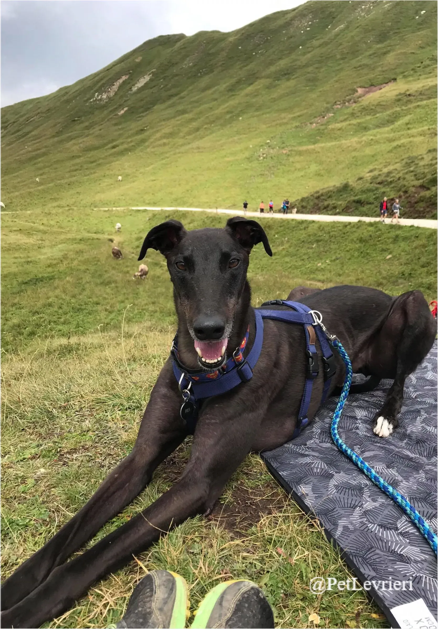 ANGELO CARRARO30New Phototastic Collage