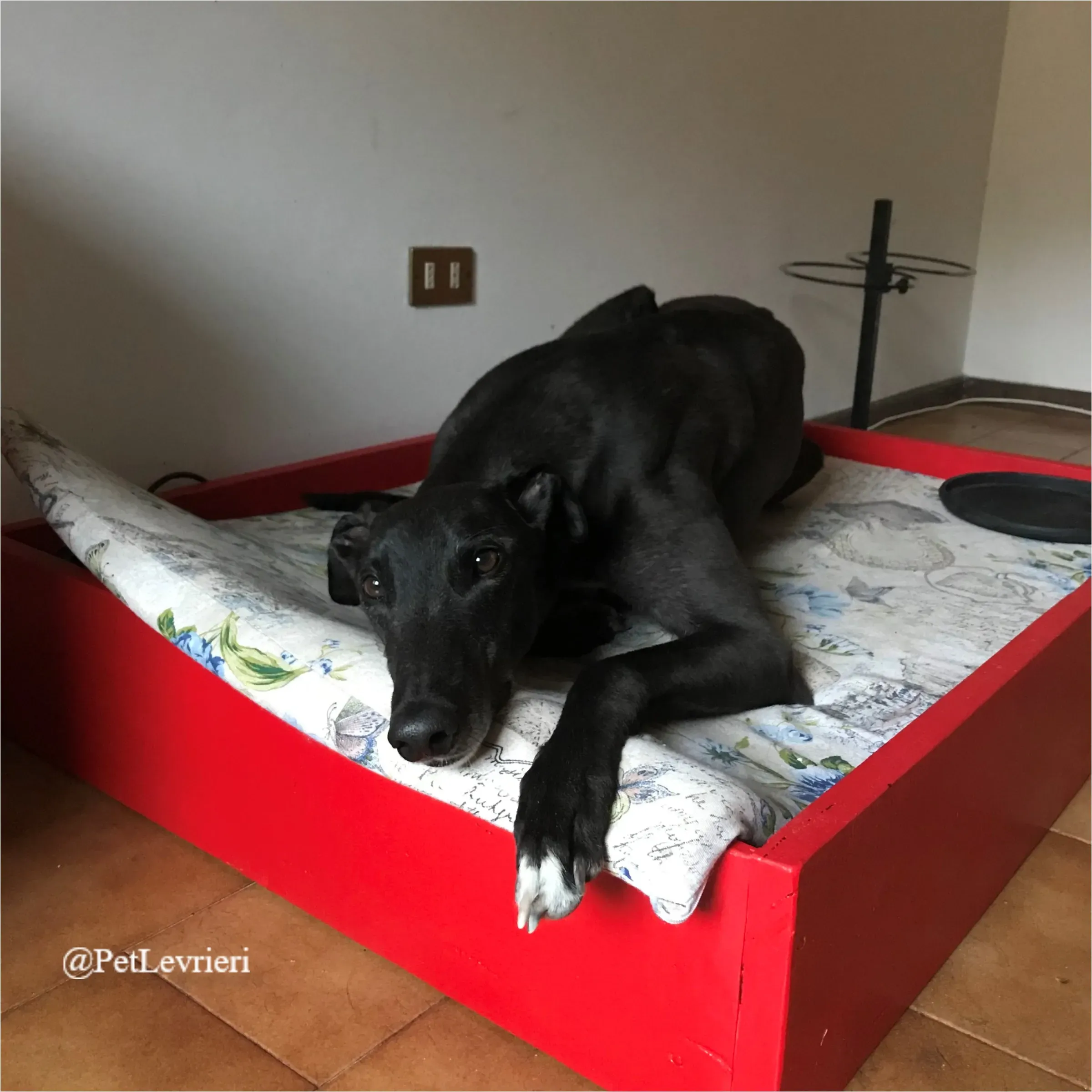 ANGELO CARRARO4New Phototastic Collage