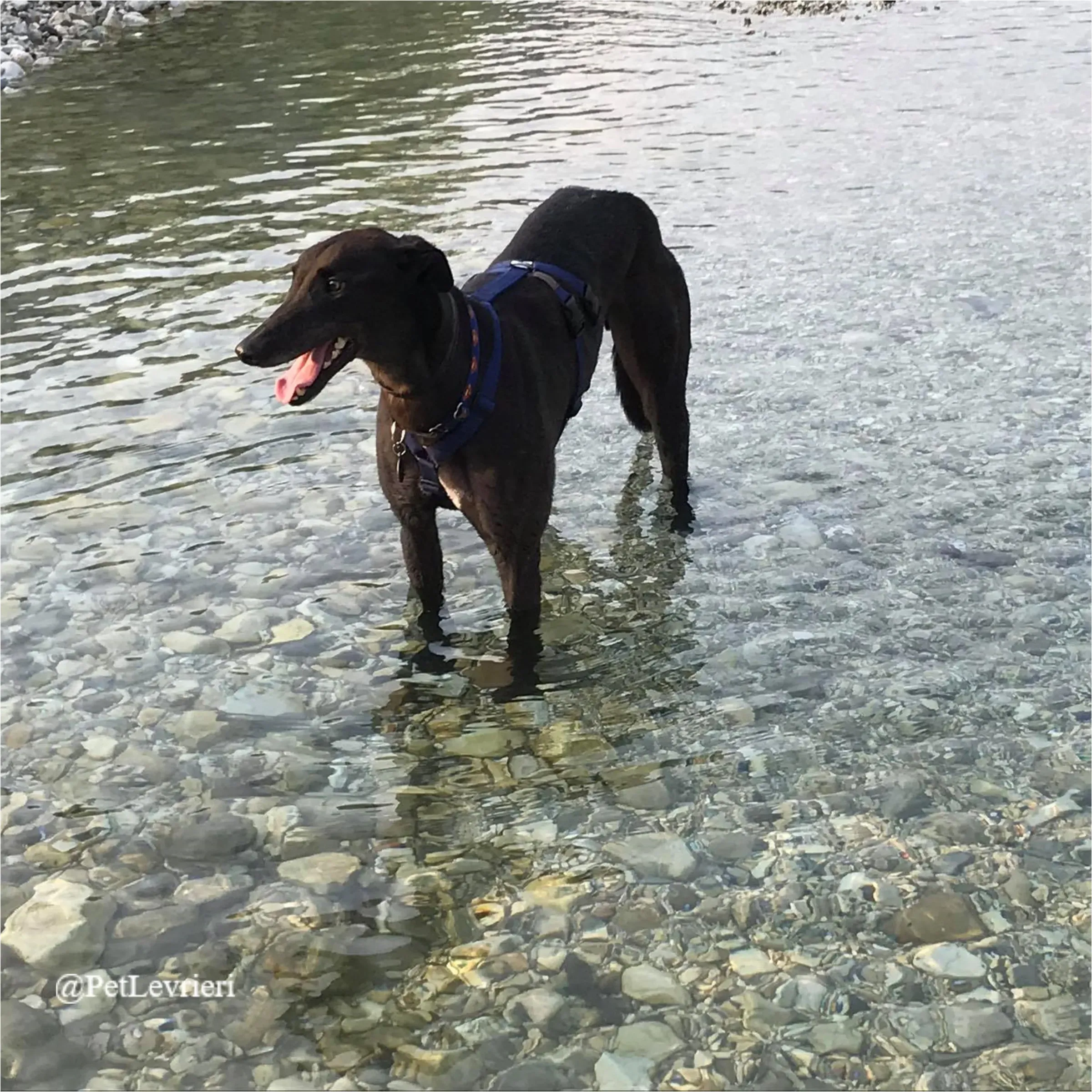 ANGELO CARRARO7New Phototastic Collage