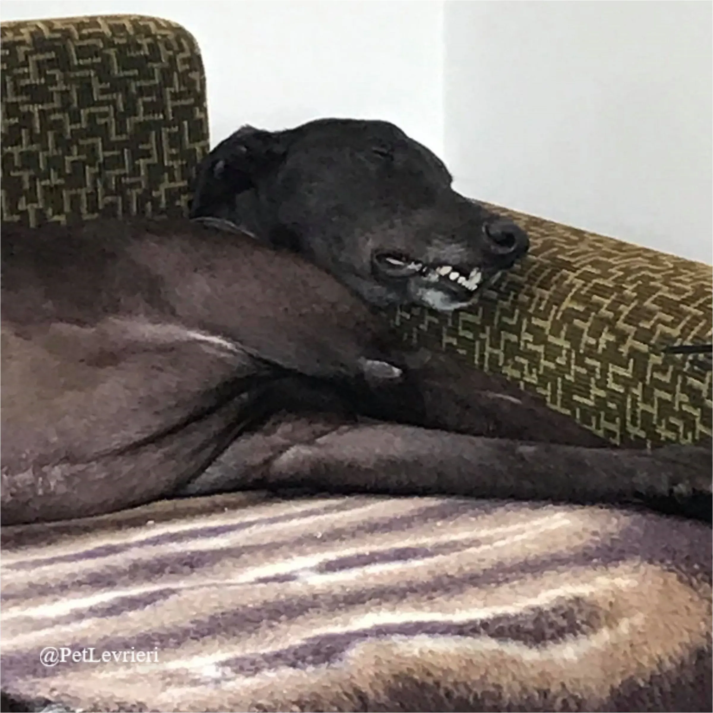 ANGELO CARRARO9New Phototastic Collage