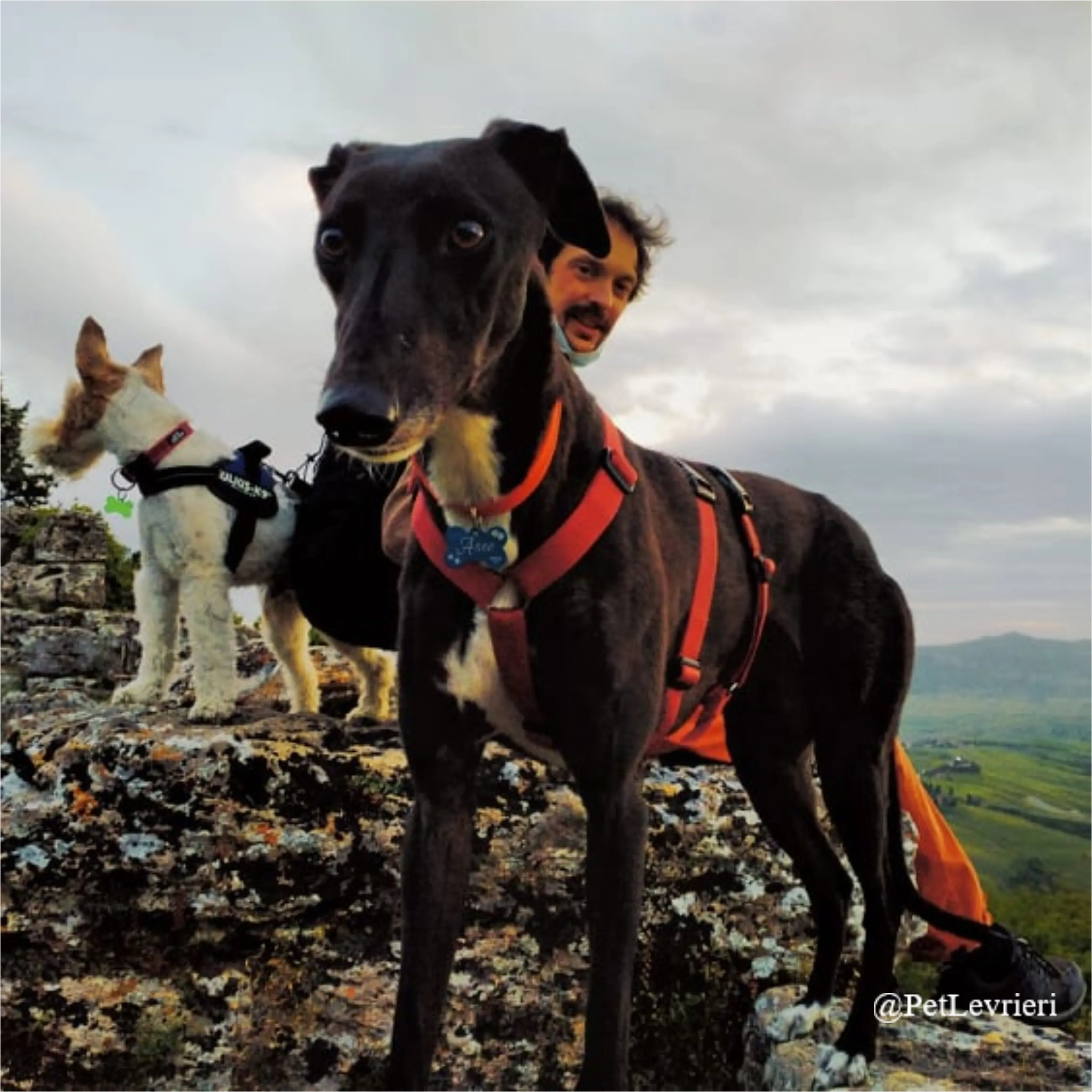 ANNA11New Phototastic Collage