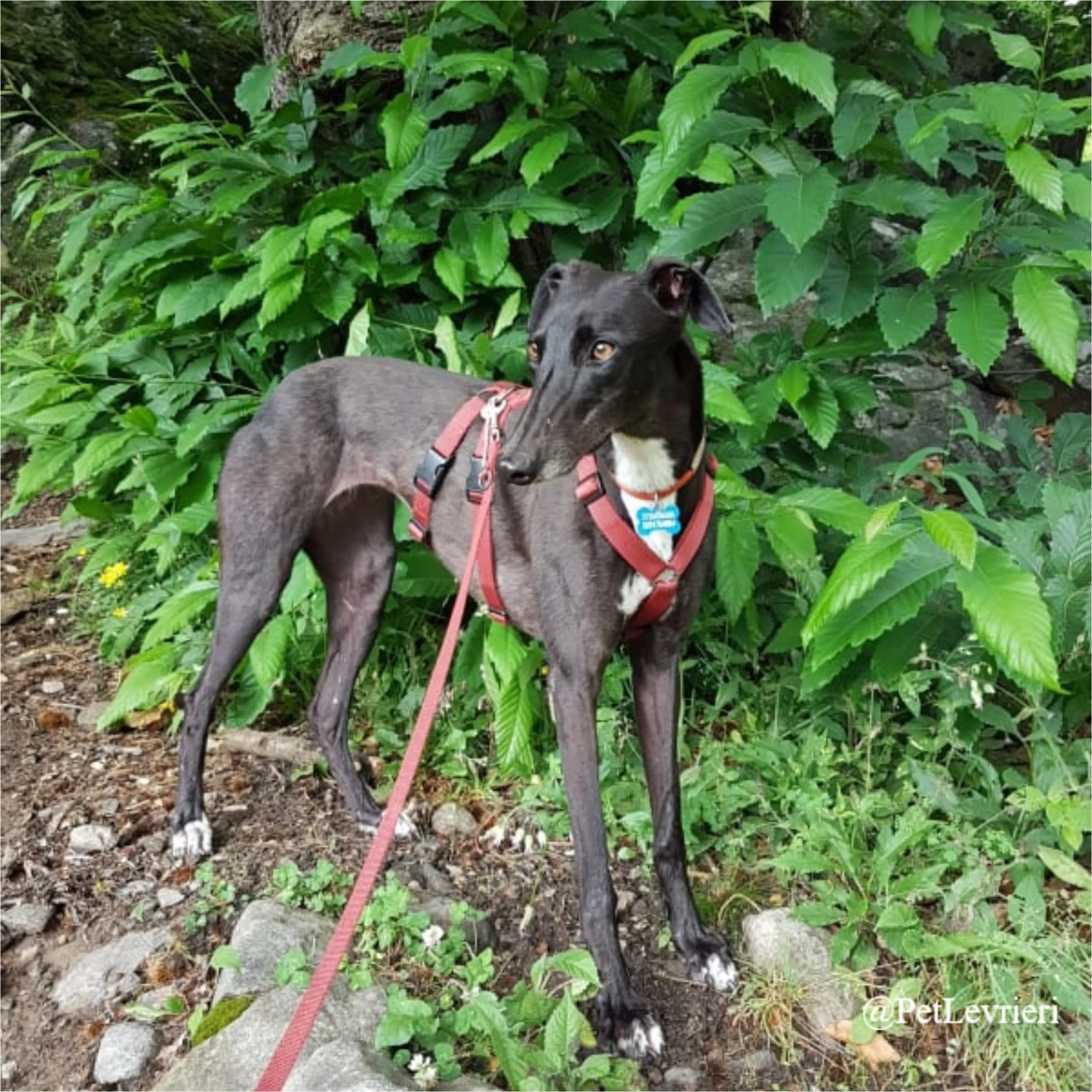 ANNA3New Phototastic Collage