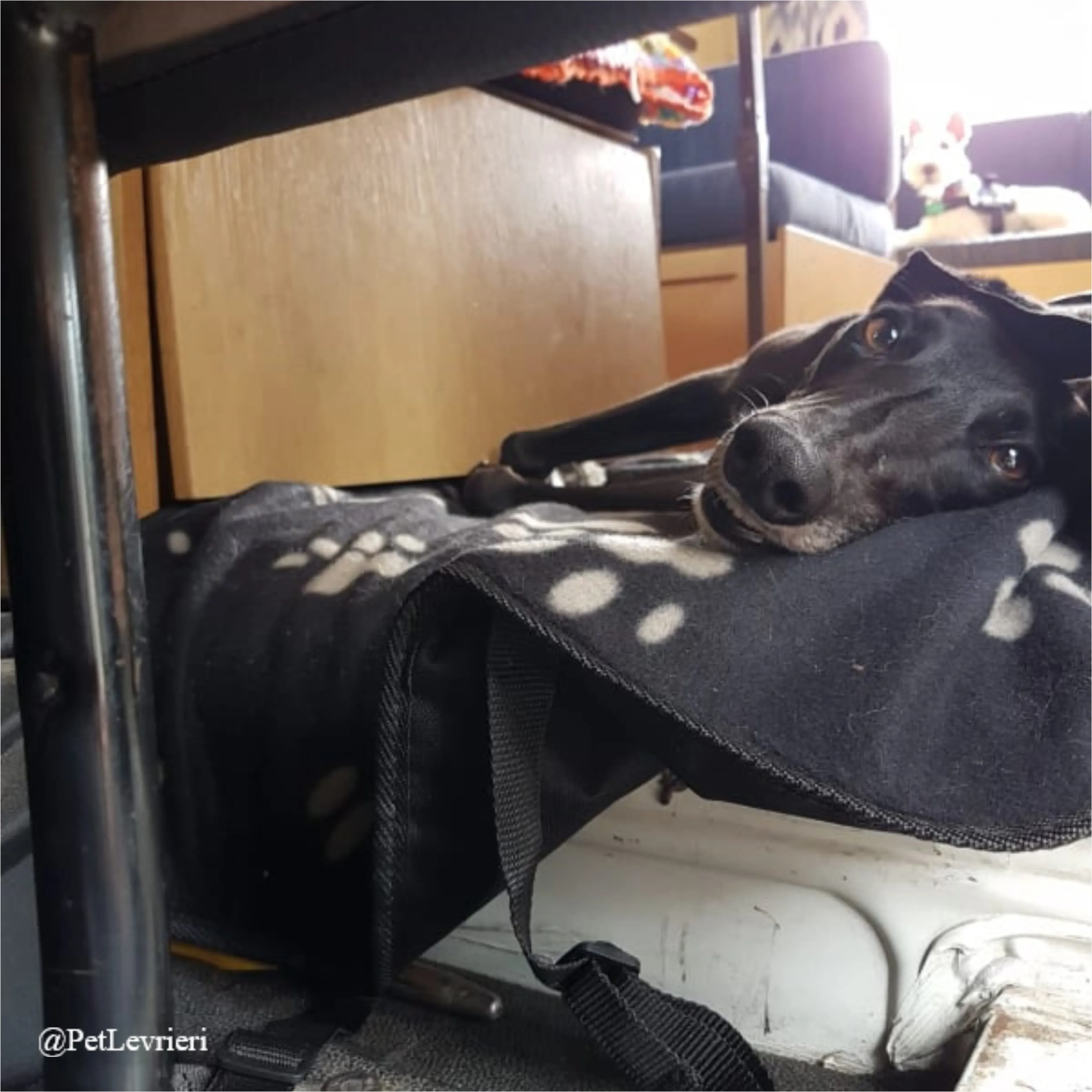 ANNA7New Phototastic Collage