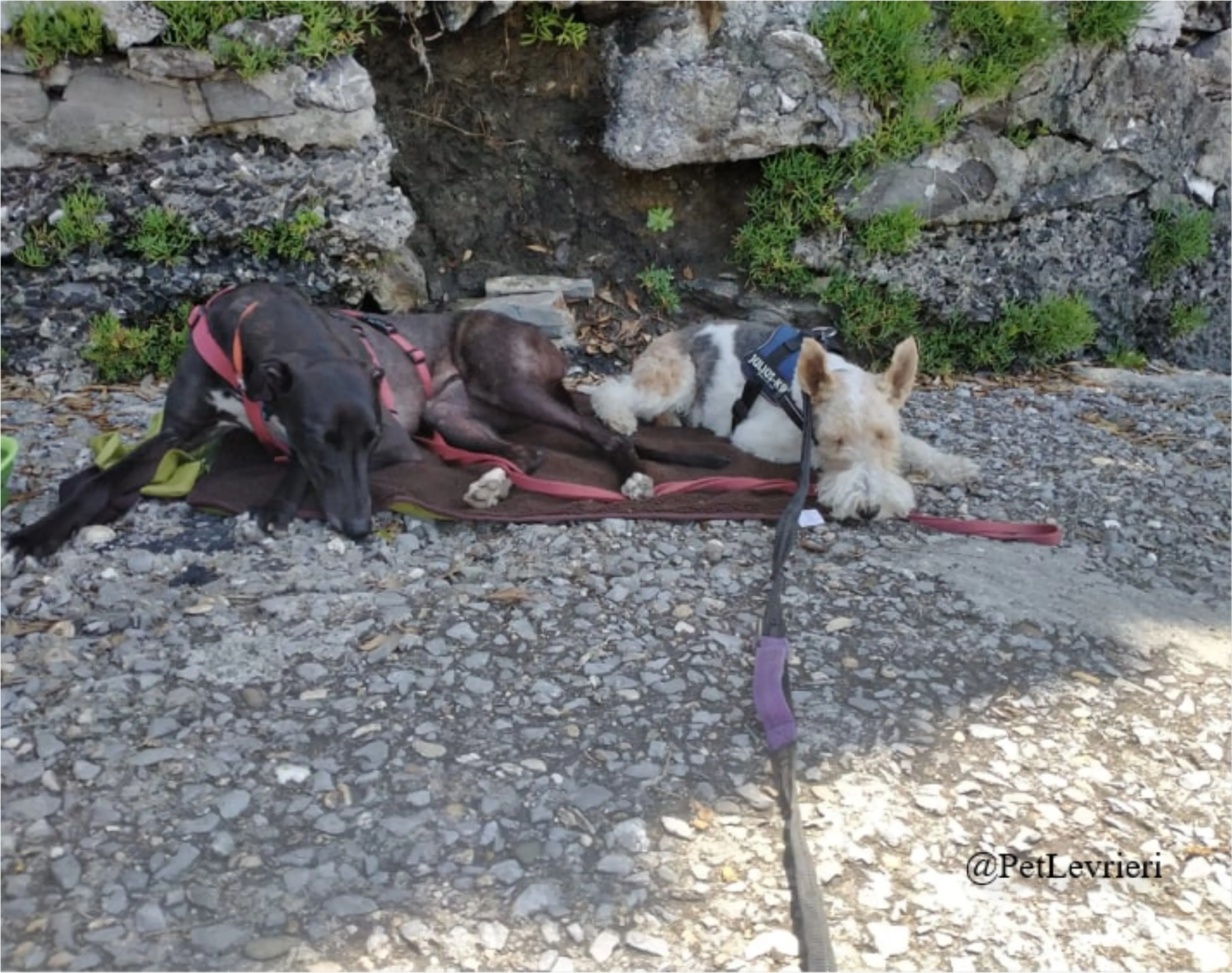 ANNA8New Phototastic Collage