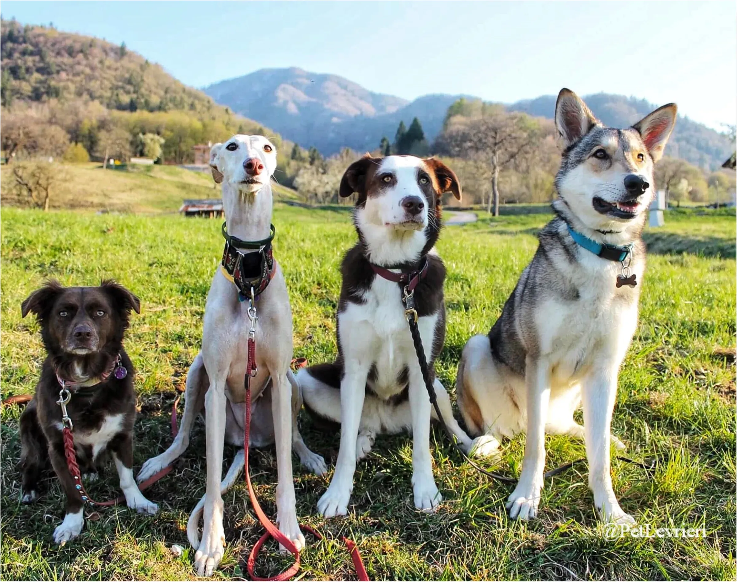 ANTO10New Phototastic Collage