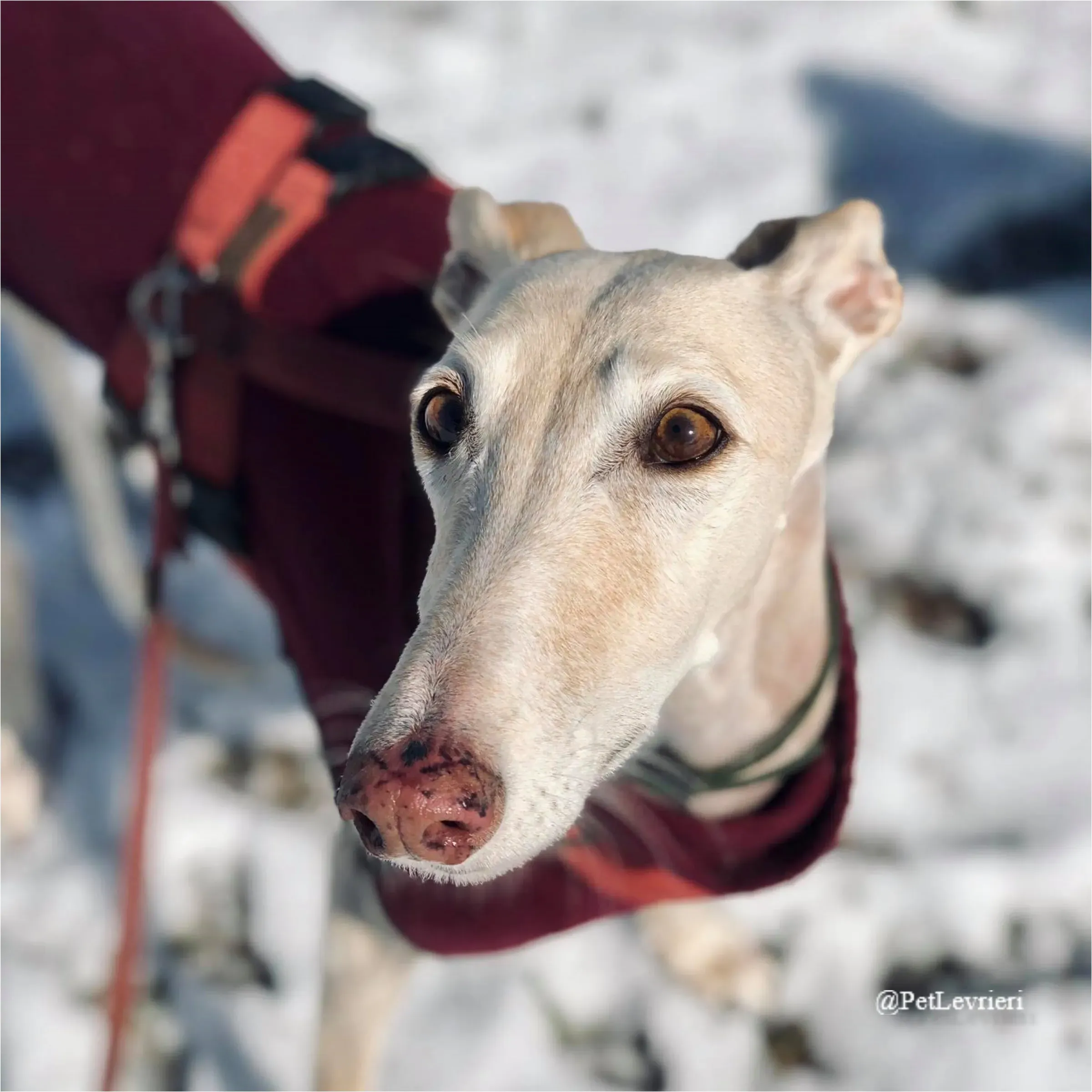 ANTO11New Phototastic Collage