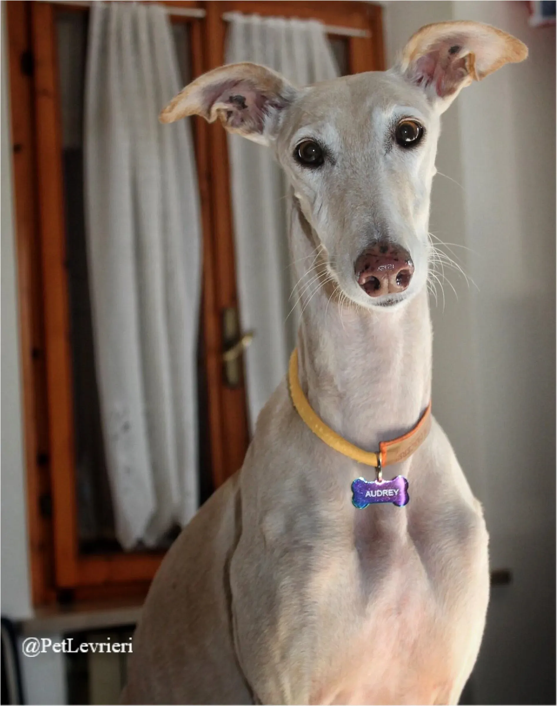 ANTO12New Phototastic Collage