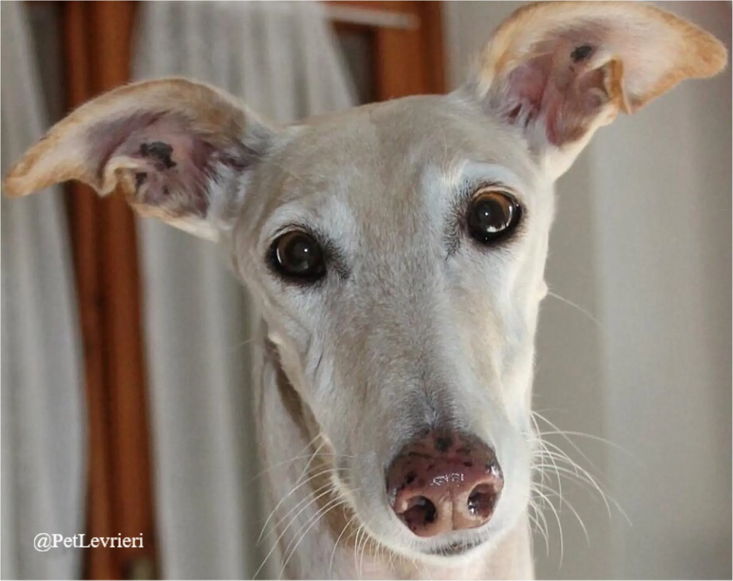 ANTO13New Phototastic Collage