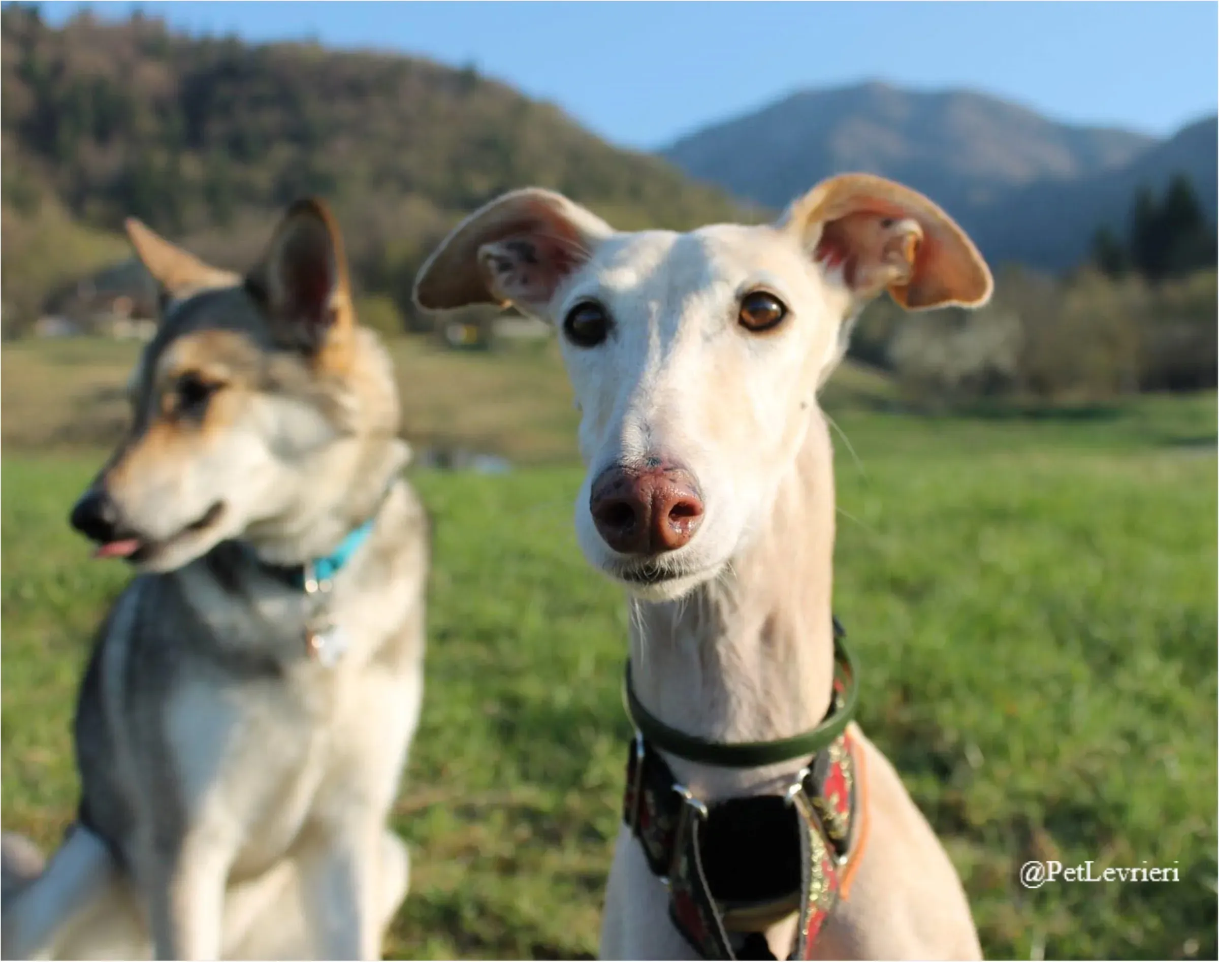 ANTO2New Phototastic Collage