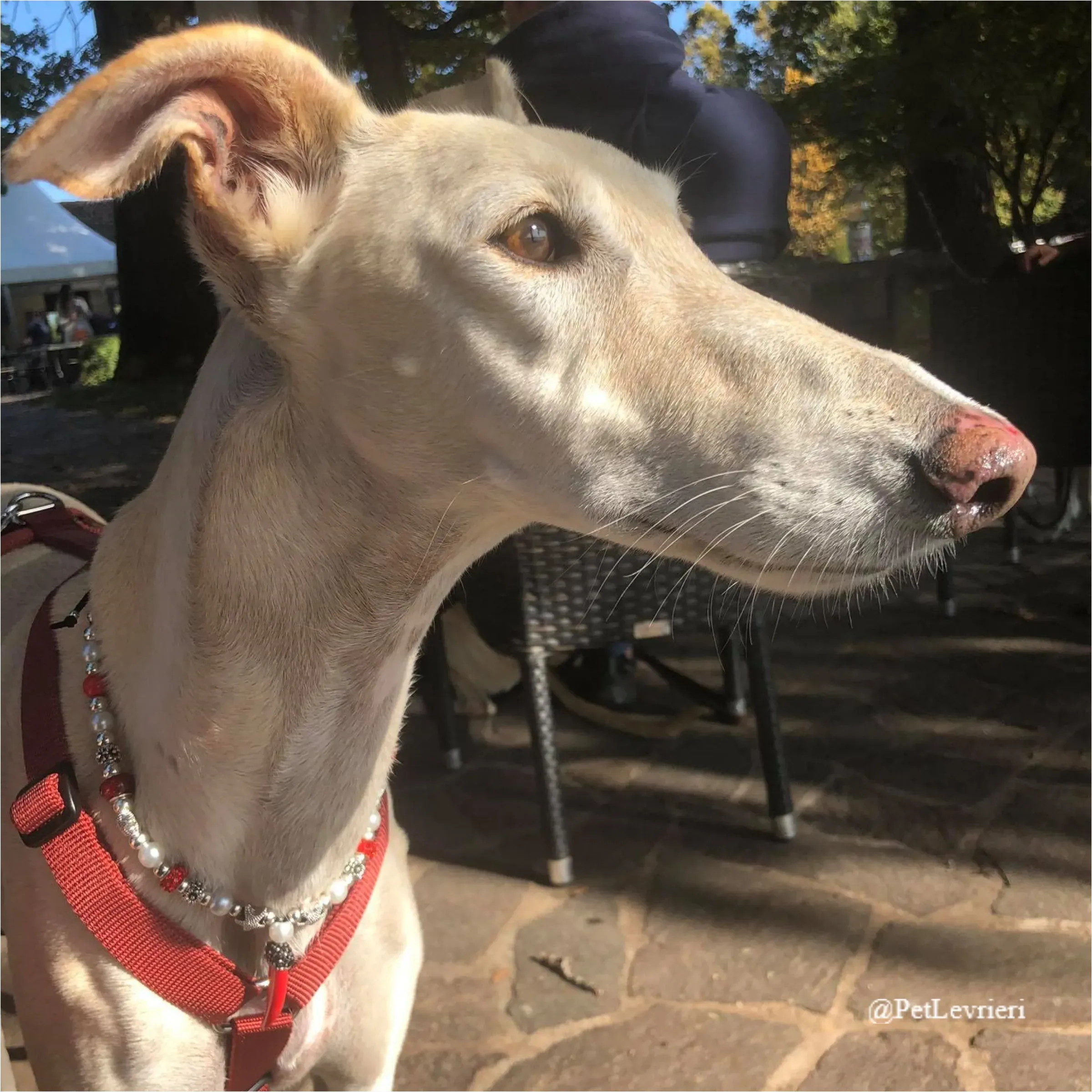 ANTO4New Phototastic Collage