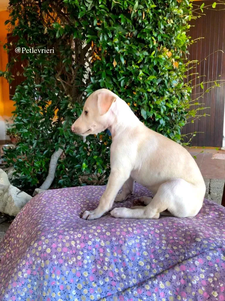 ARETHA galgo adozione levrieri 3