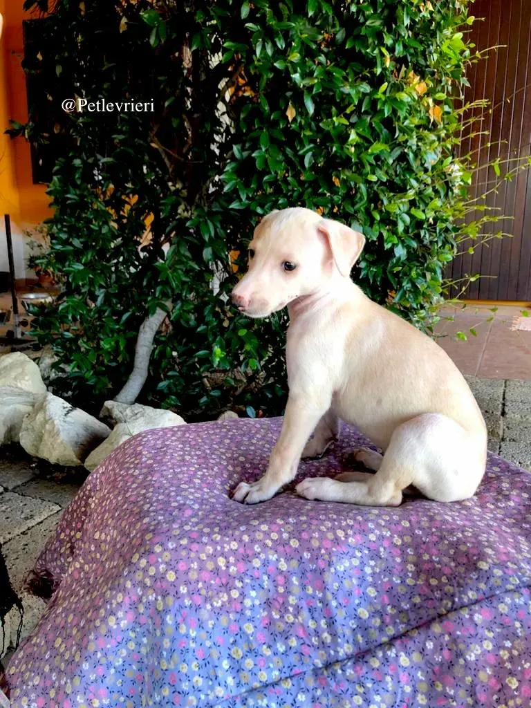ARETHA galgo adozione levrieri 4