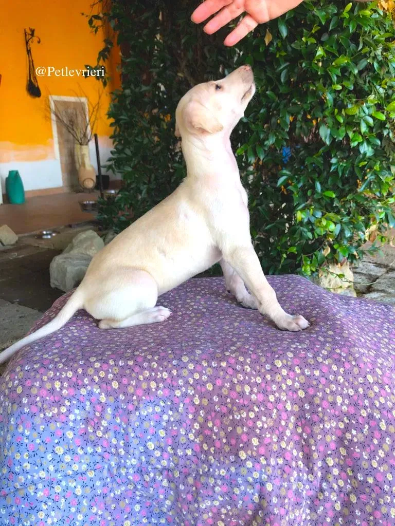 ARETHA galgo adozioni levrieri 1