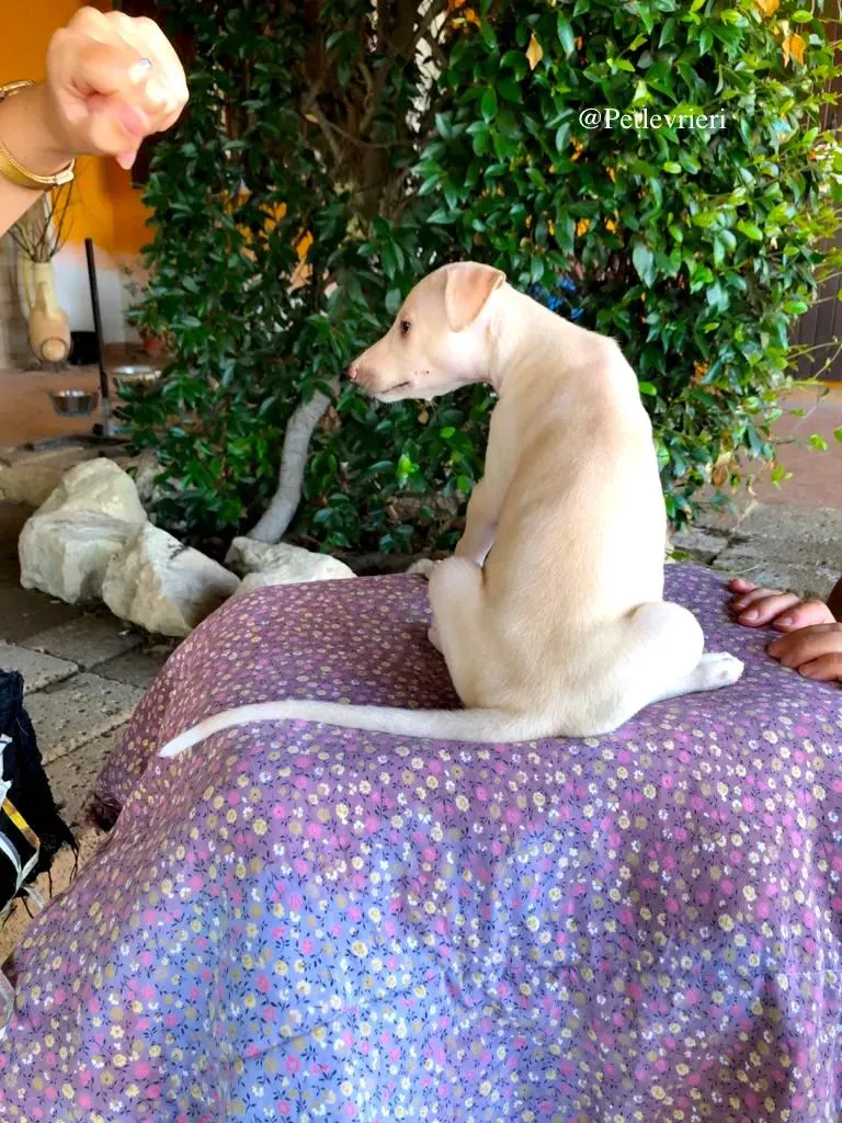 ARETHA galgo adozioni levrieri 2