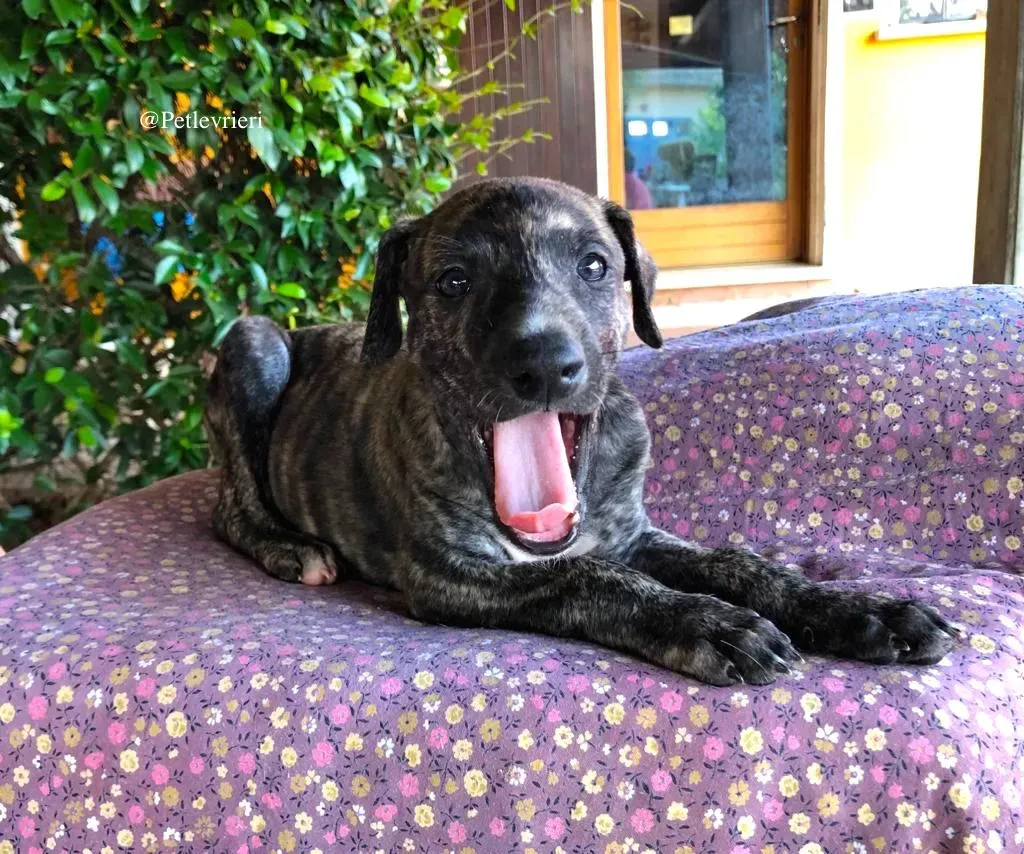 ARTU galgo adozione levrieri 1