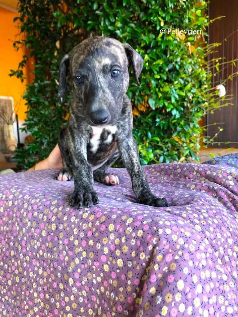 ARTU galgo adozione levrieri 2