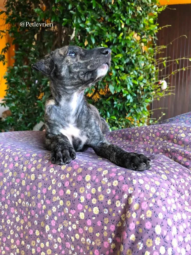 ARTU galgo adozione levrieri 3