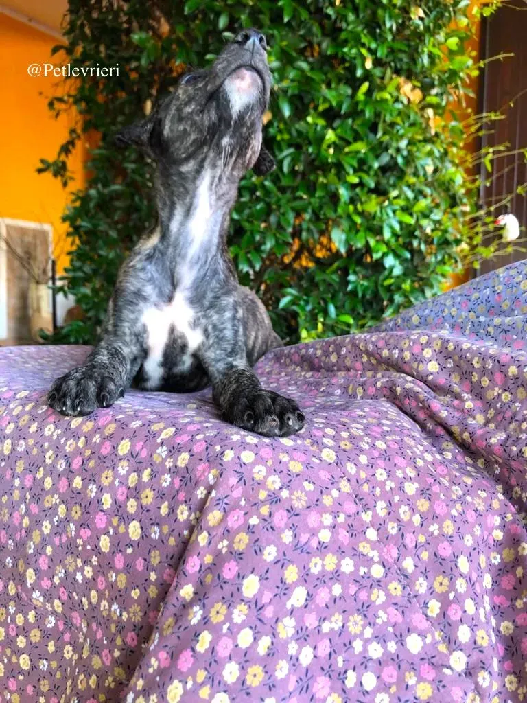 ARTU galgo adozione levrieri 4