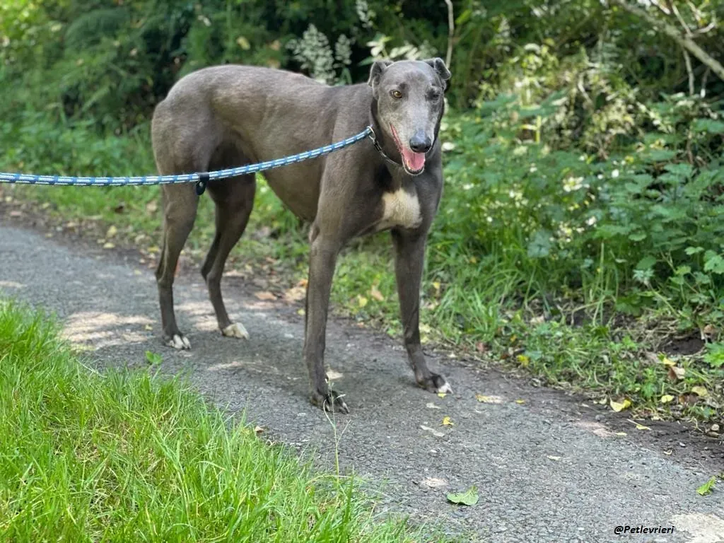 ATHENA GREYHOUND ADOZIONE LEVRIERO 1