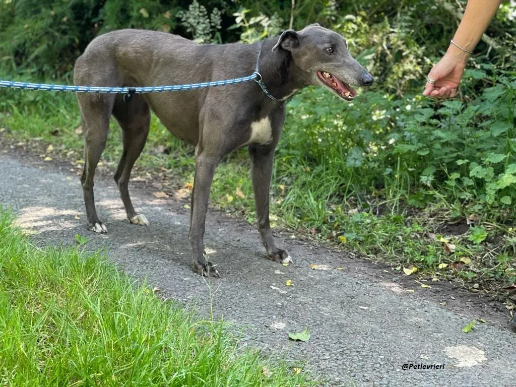 ATHENA GREYHOUND ADOZIONE LEVRIERO 2