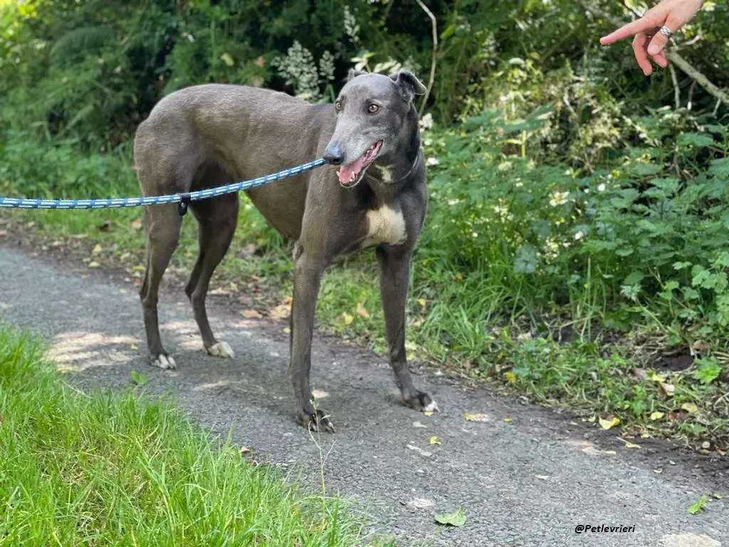 ATHENA GREYHOUND ADOZIONE LEVRIERO 3