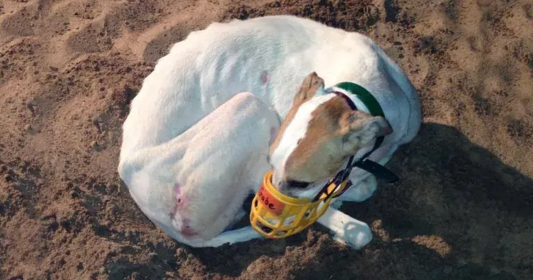A greyhound bred on a Kansas farm for racing Jacobs Racing