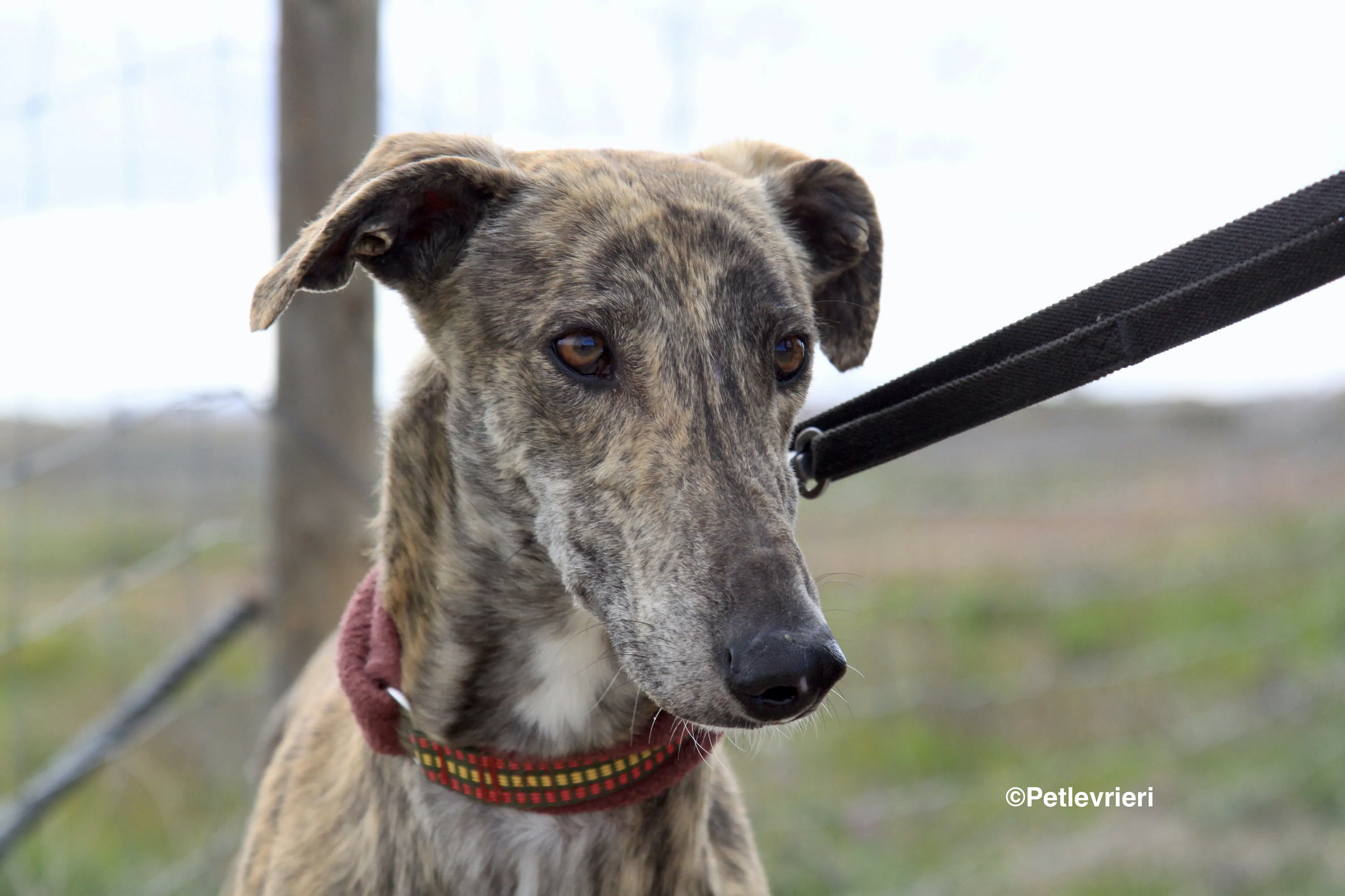 Aaron adozione levrieri galgo 1 2